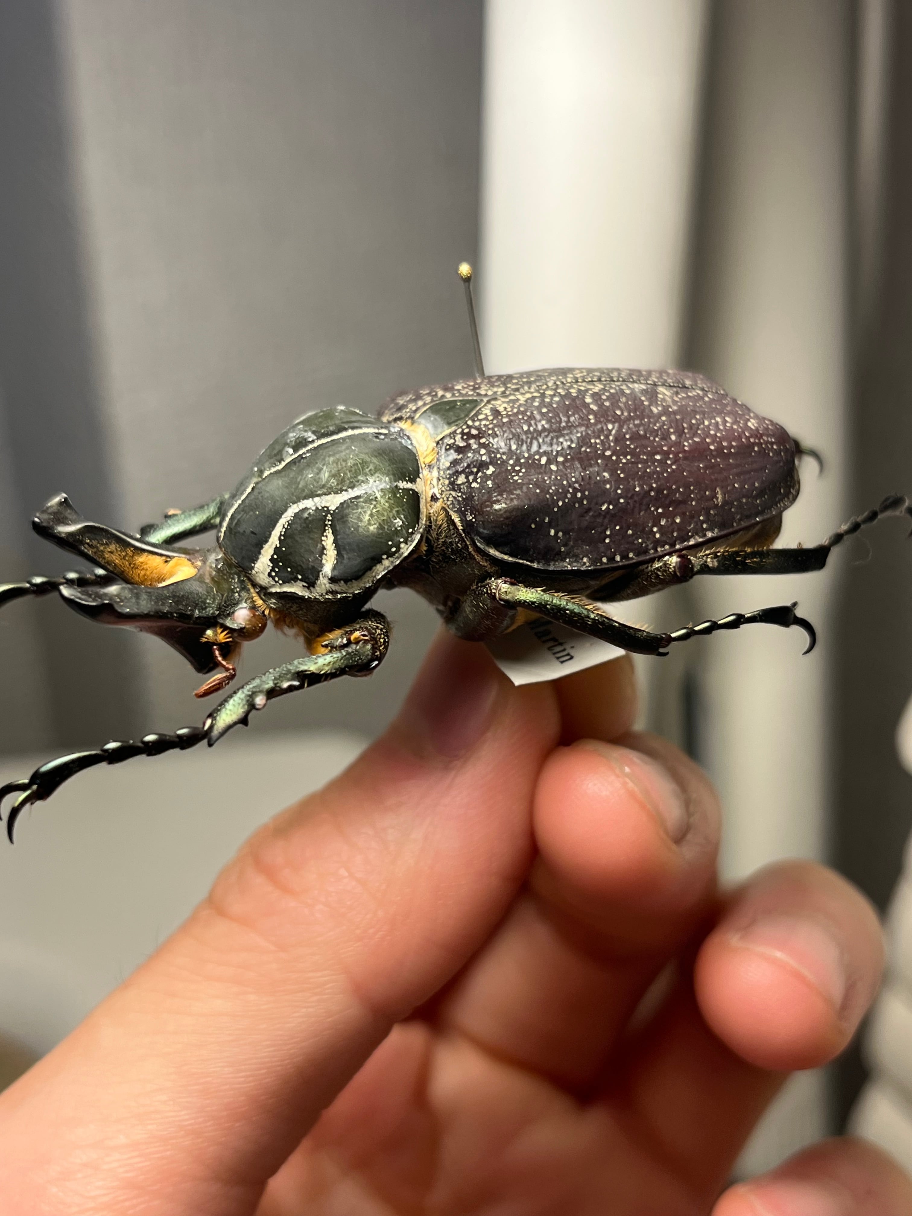 【56mm】インカツノコガネ メキシコ産 昆虫標本 ハナムグリ 56mm】インカツノコガネ メキシコ産 昆虫標本 ハナムグリ | オモニキチュウ