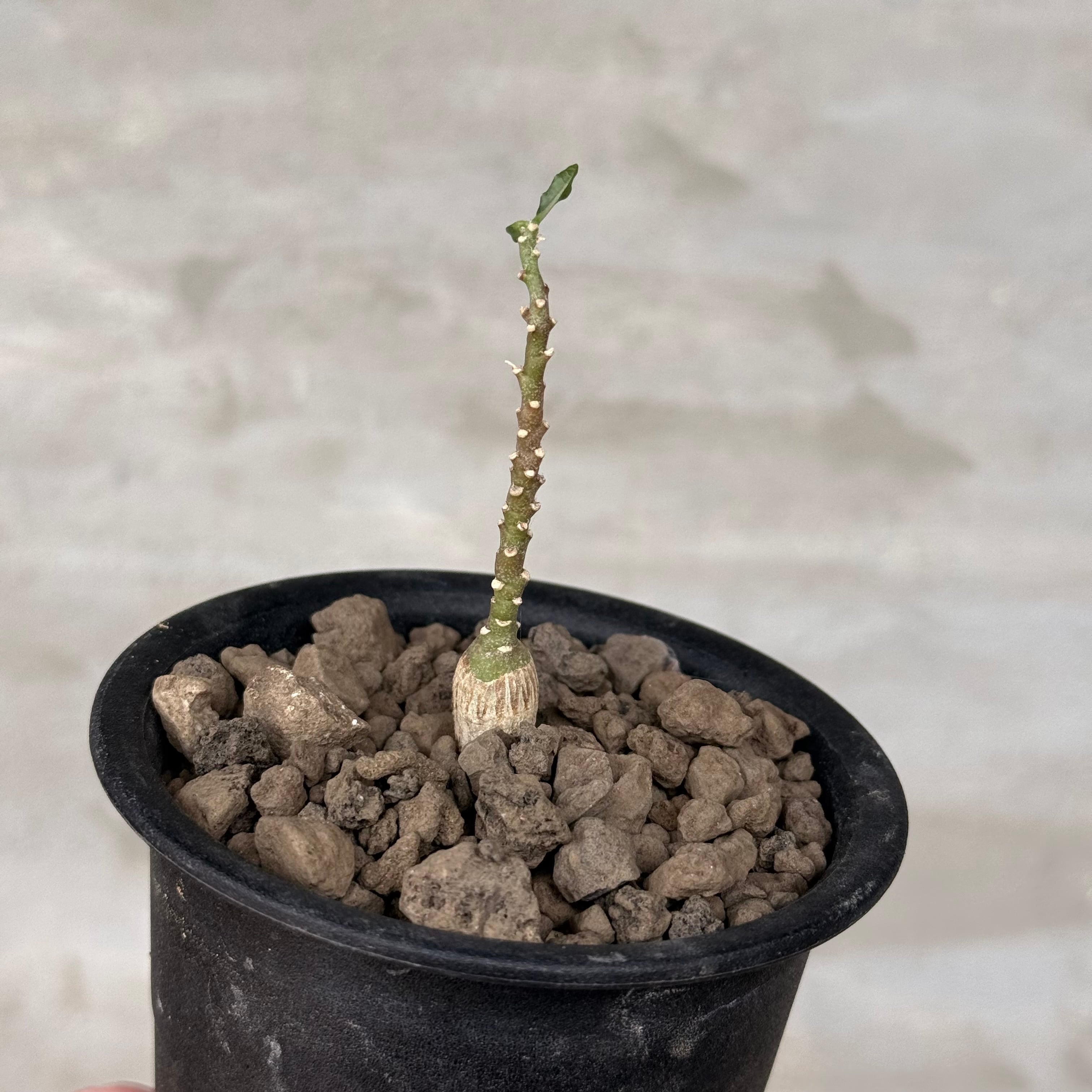 アデニアペチュエリー adenia pechuelii観葉植物 実生 植物】アデニア ペチュエリー 実生株 <1> Adenia pechuelii | A-PLANTS