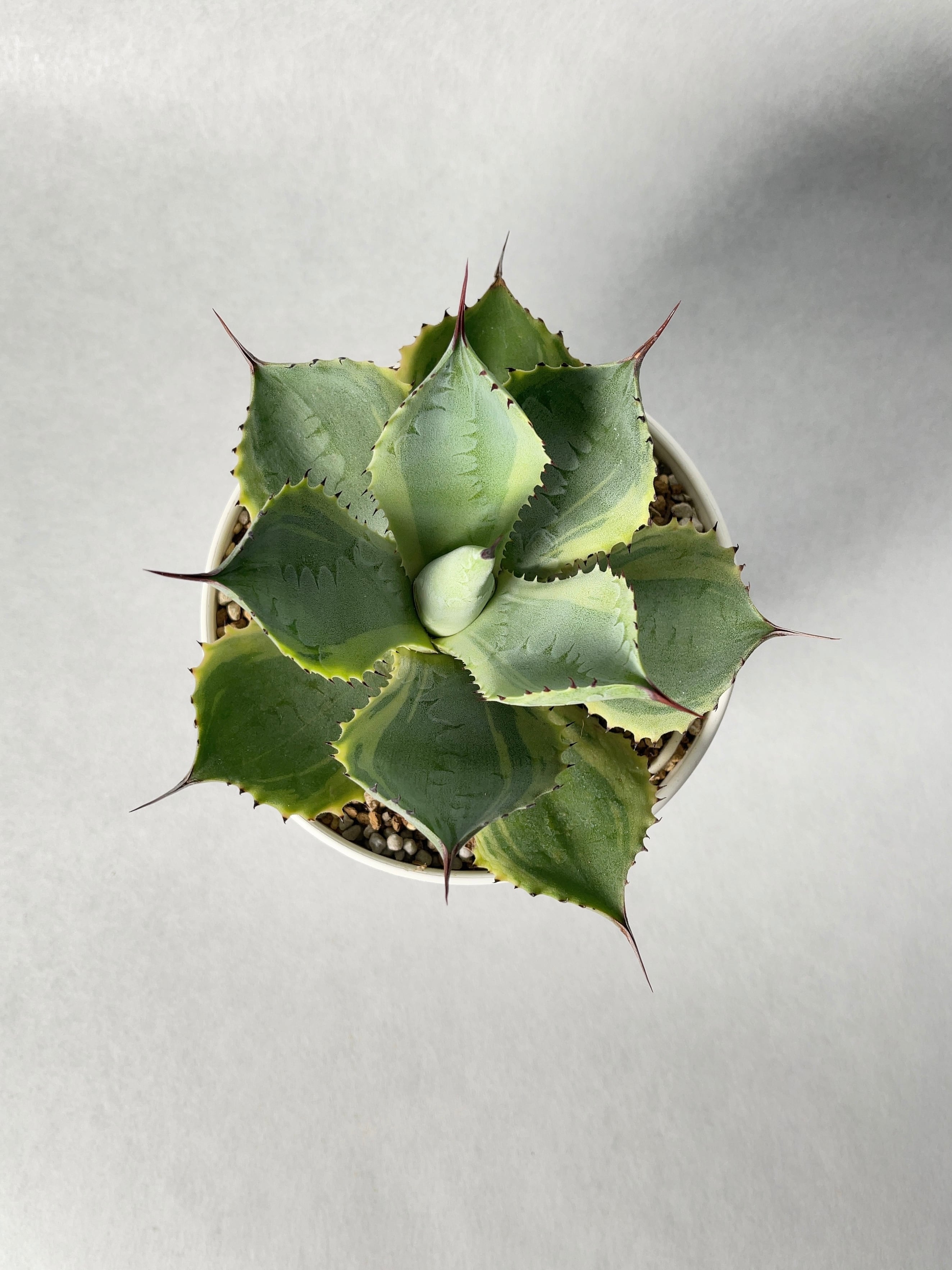 アガベ・ポタトラム・トレードウィンズ | trigger