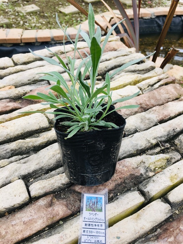 バレリアン 苗 ナチュラルマルシェ ソヨソヨ