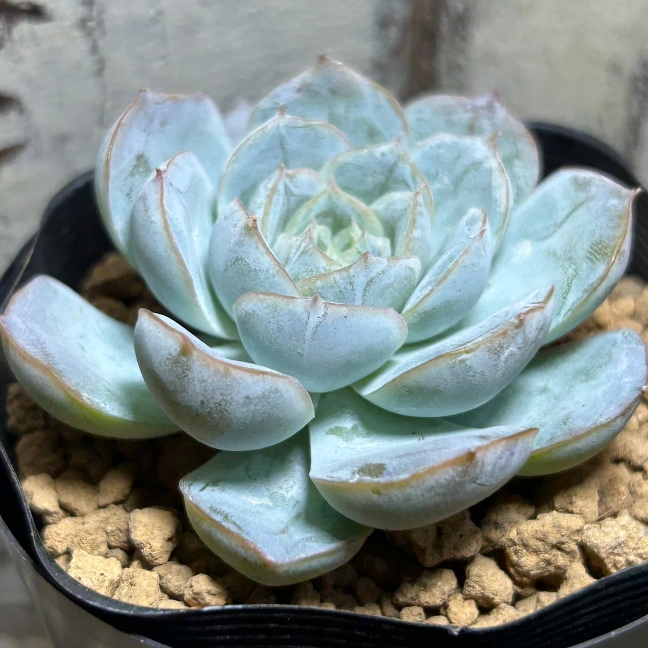 アークティックアイス | RuPo 多肉植物専門店