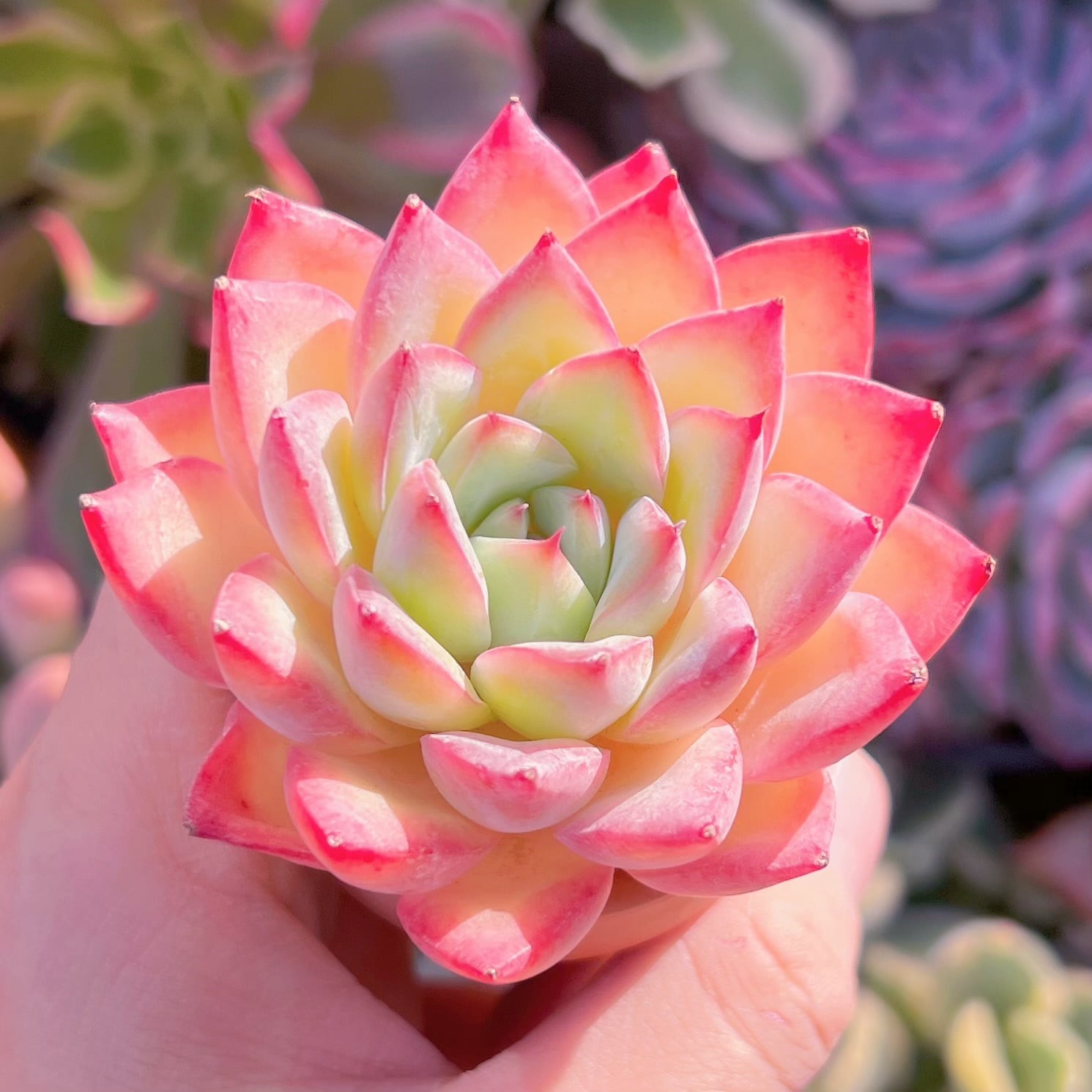 多肉植物　Alabama　新入荷　るる農園