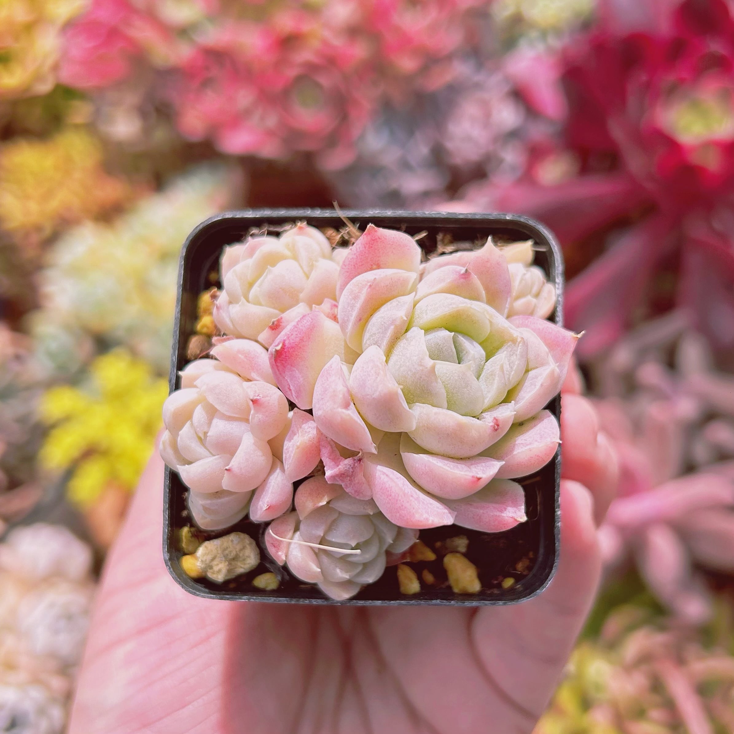 現物 多肉植物 白瑠璃 抜き苗 | るる農園~多肉植物専門