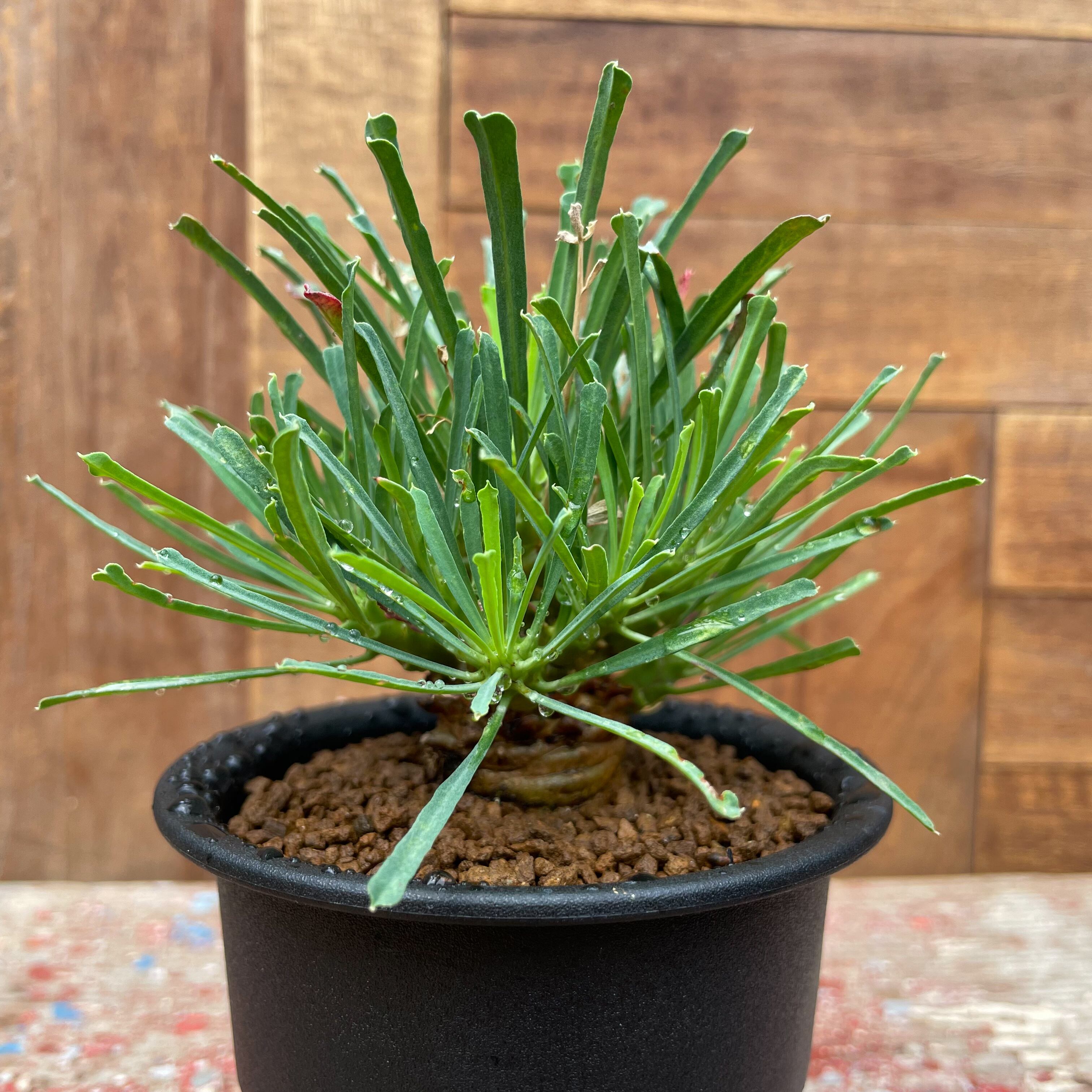 Euphorbia multifolia【ユーフォルビア・ムルチフォリア】 | RIMO