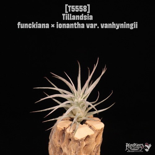 【reserved】funckiana × ionantha var. vanhyningii〔エアプランツ〕現品発送T5558