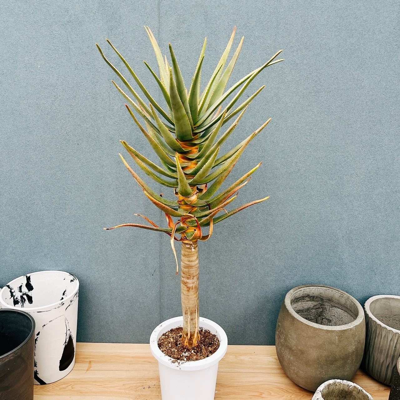 現品］84番 アロエ ディコトマ 8号 観葉植物 室内 屋外 おしゃれ