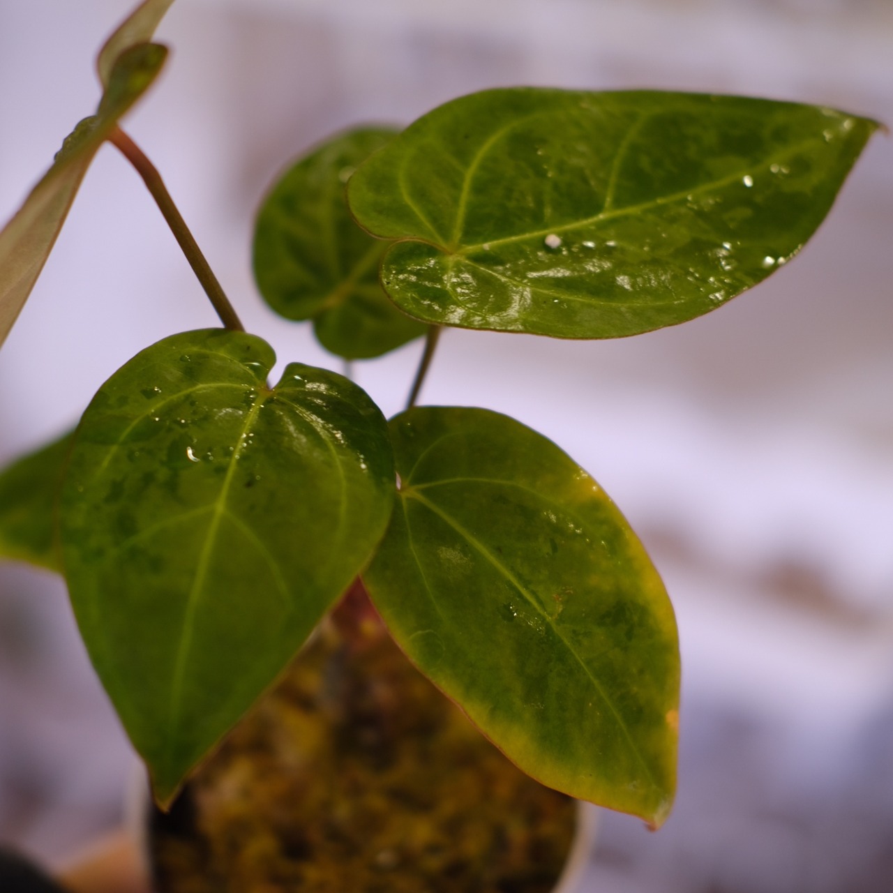 Anthurium Ace of Spade × Anthurium Zara × Michelle│アンスリウム・エースオブスペード×アンスリウム・ザラ・ミシェル│観葉植物