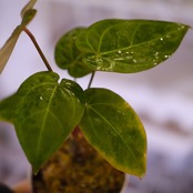 Anthurium Ace of Spade × Anthurium Zara × Michelle│アンスリウム・エースオブスペード×アンスリウム・ザラ・ミシェル│観葉植物