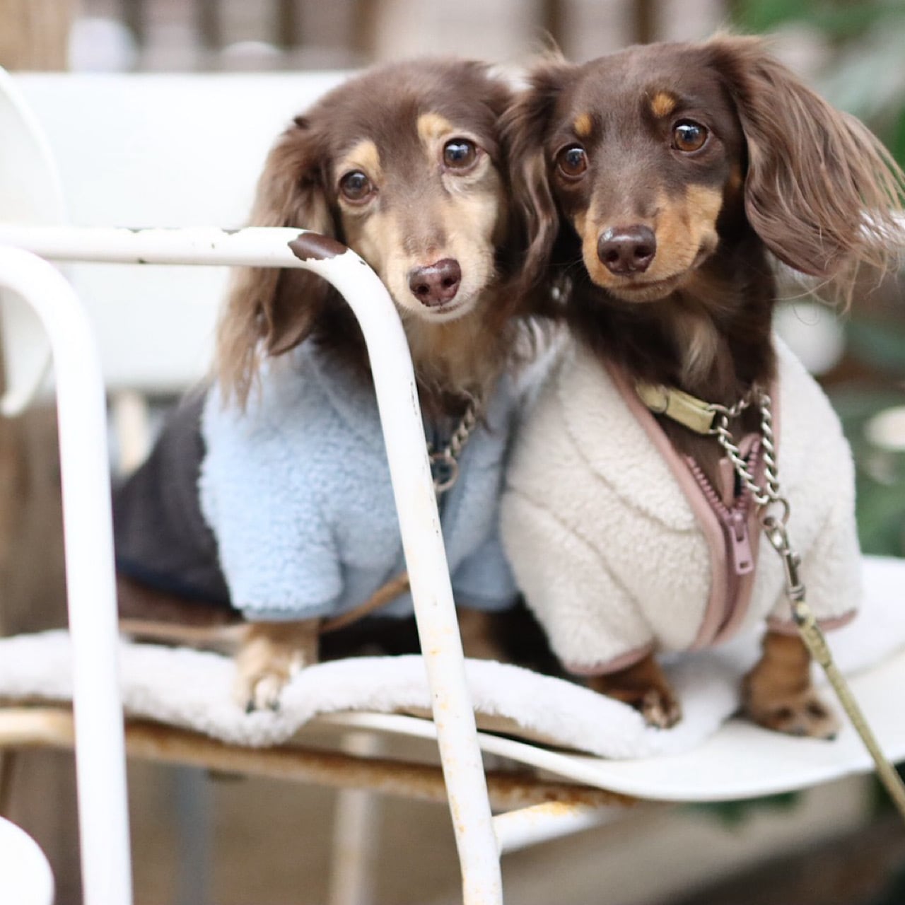 カニンヘンダックスとミニチュアダックス専門のお洋服webショップ