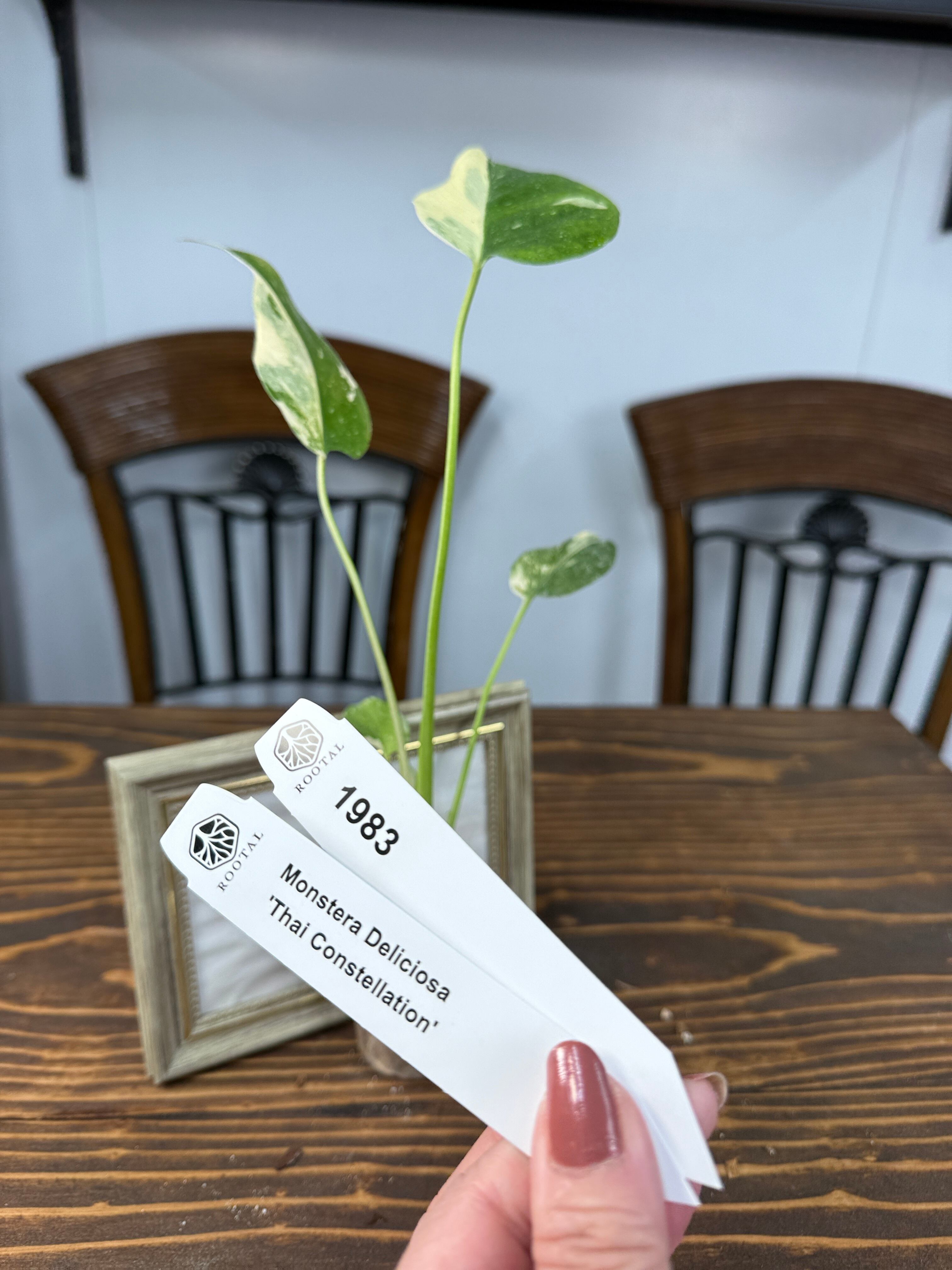 モンステラ | ROOTALPLANTS