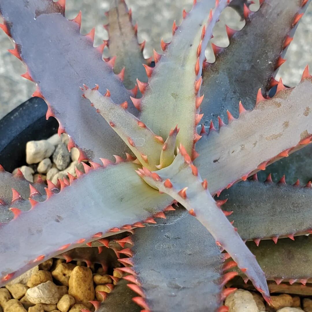 F00356_Aloe 'Chiristmas Carol' x castilloniae：アロエ