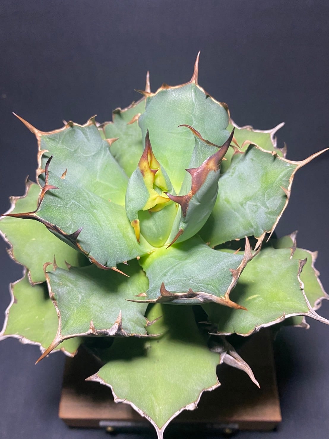 agave titanota compacta | gokiplants