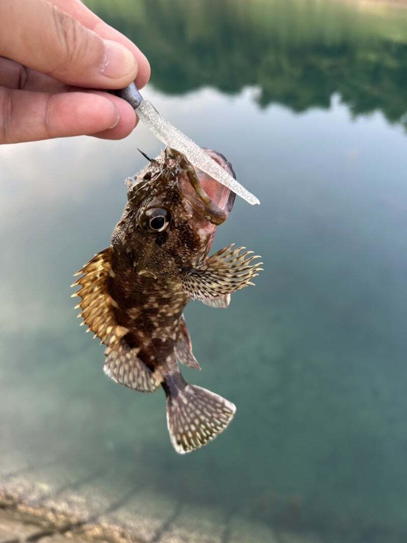 ドブヘッド8.5g・13g（ジグヘッド） | ルアーショップ REDHEAD