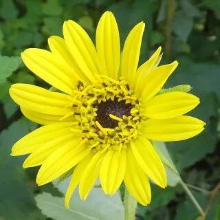 シルフィウム ラシニエイタム