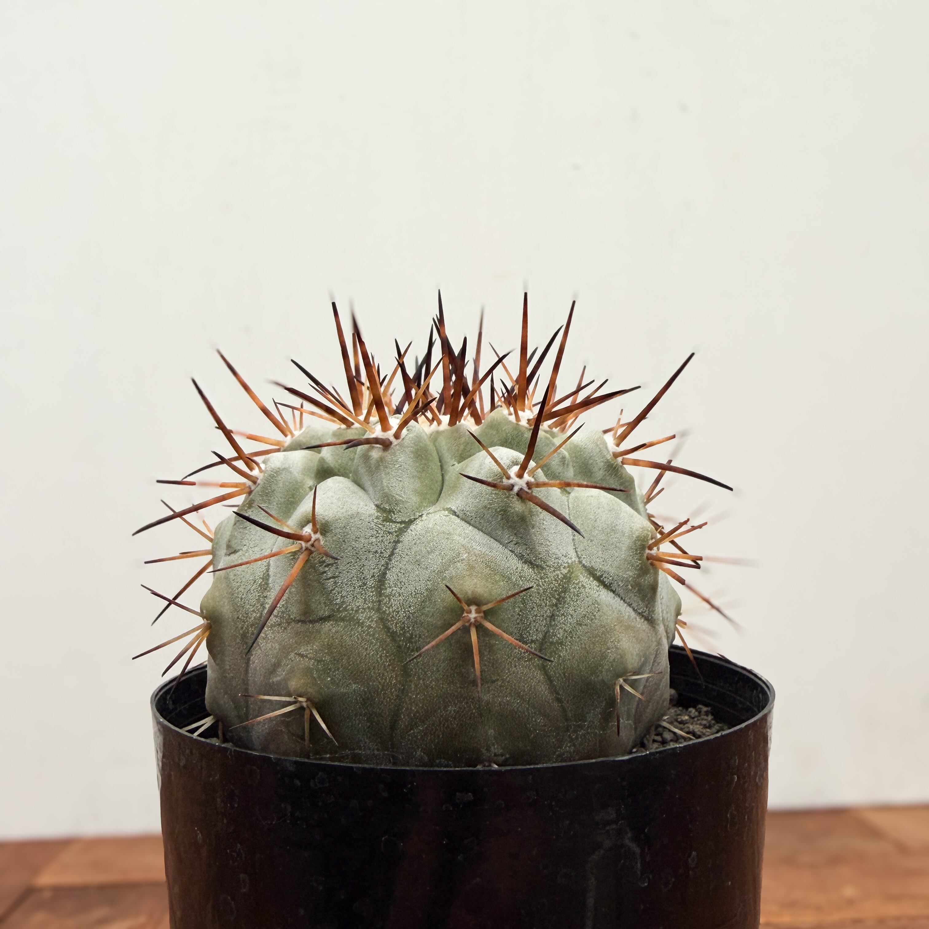 Copiapoa cinerea【黒王丸・実生】 | RIMO'S GREEN 【Saboten