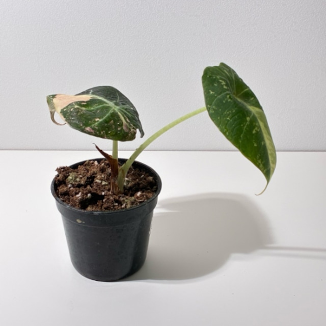 アロカシア ブラックベルベット ピンク斑入り 3号　Alocasia Black Velvet Pink variagated