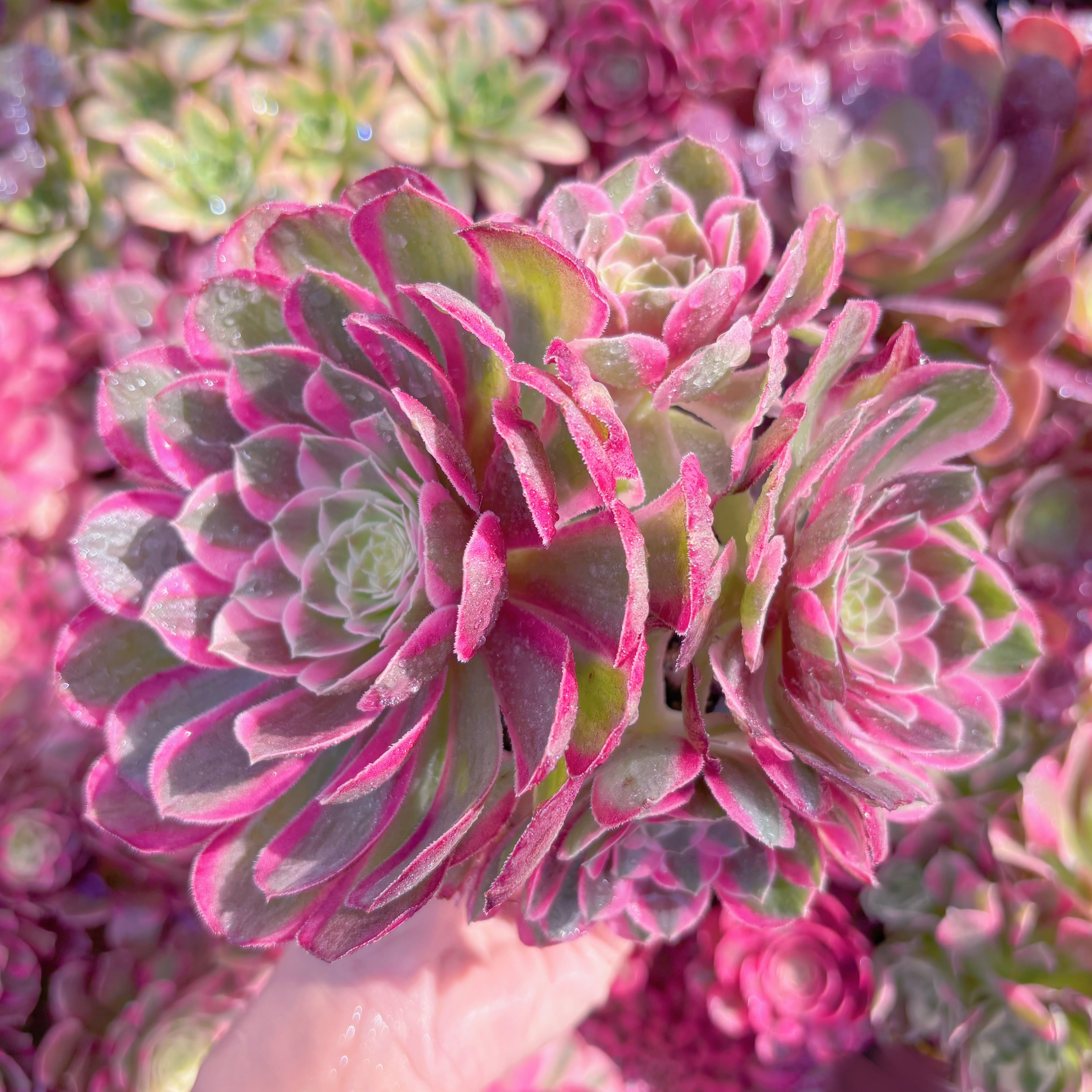 現品　魅影錦#A003(1点のみ)　群生　新入荷　るる農園