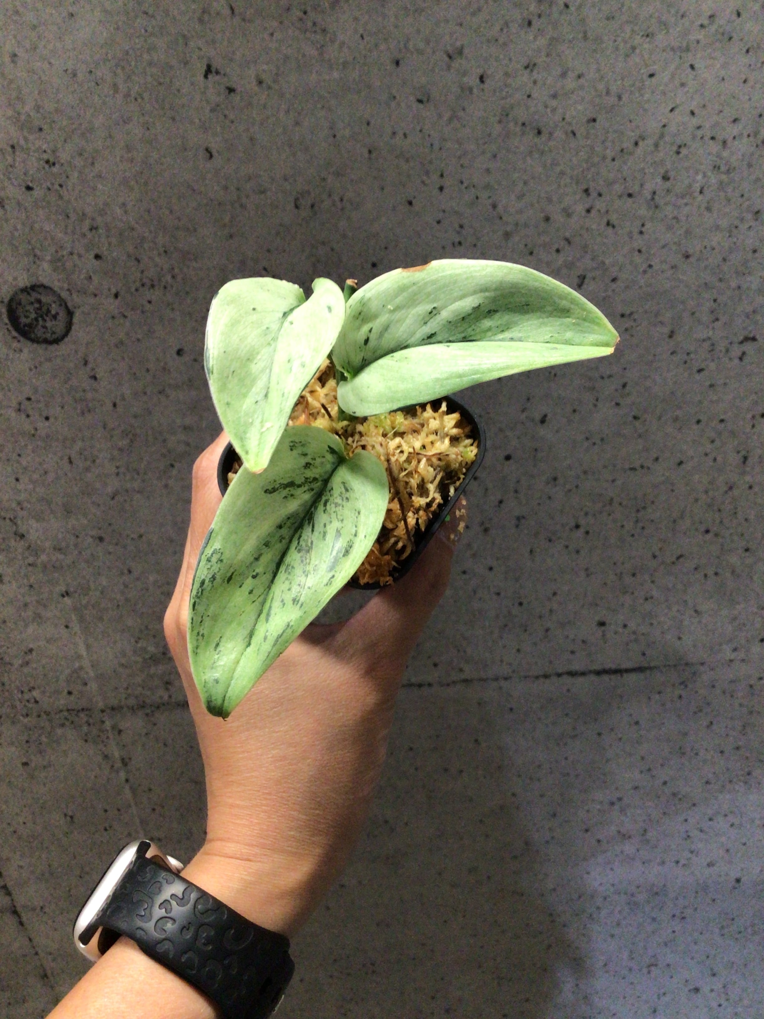 S80 スキンダプサス スーパースター | MIDORIYA 観葉植物専門店