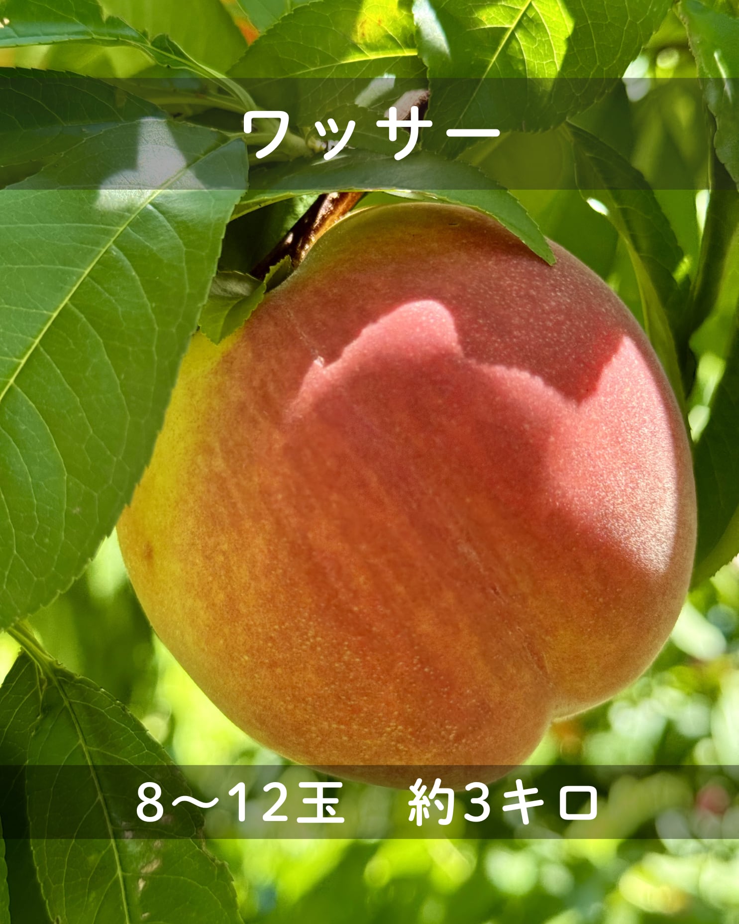 16 早生ワッサー小玉9キロ 桃 ワッサー（無袋栽培）】8〜12玉箱詰め | 於利屋 荒井農園