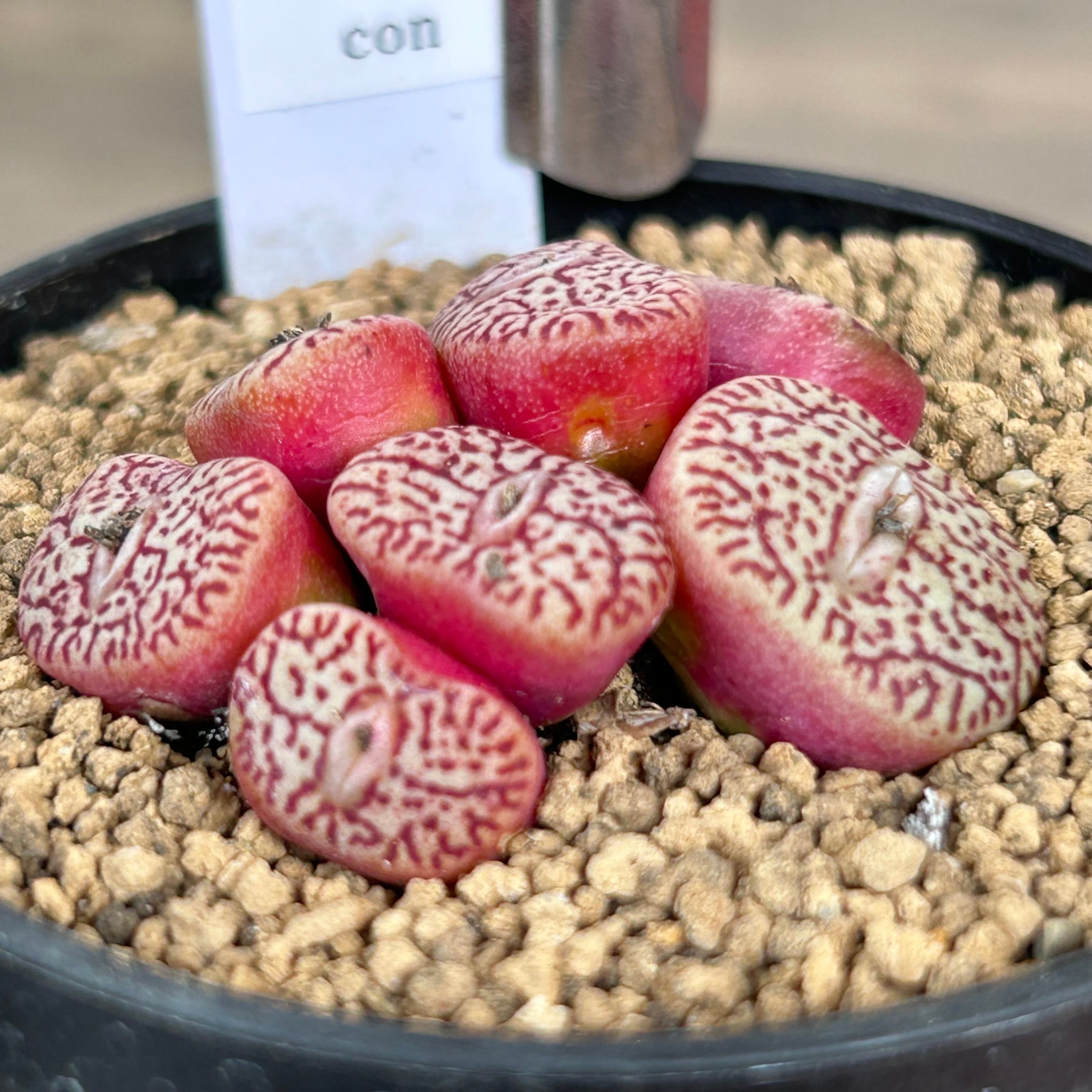 コノフィツム ミニマム ウィッテべルグンセ・実生 | RuPo 多肉植物専門店