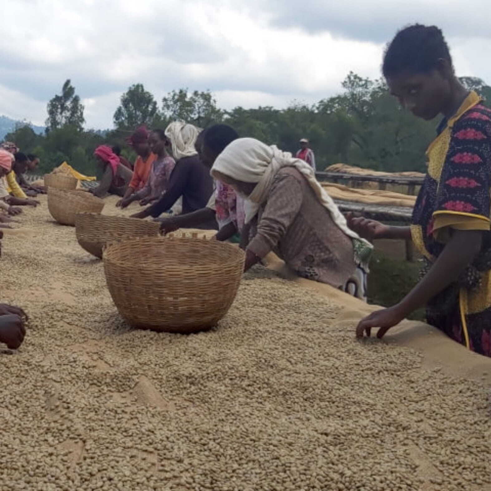 エチオピア イルガチェフ ウォルカ農協 中浅煎り 150g