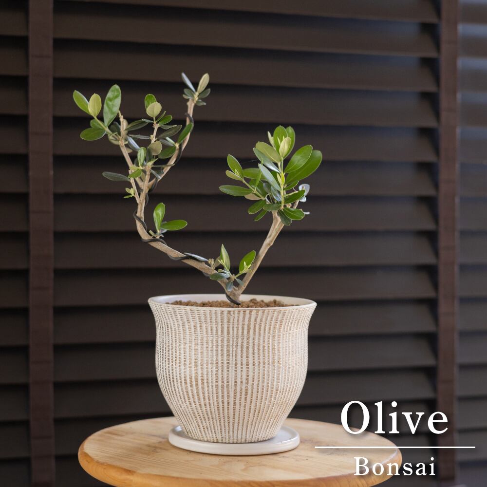 盆栽 Olive オリーブの木 盆栽仕立て オリーブ 曲がり 観葉植物 | PAY ID