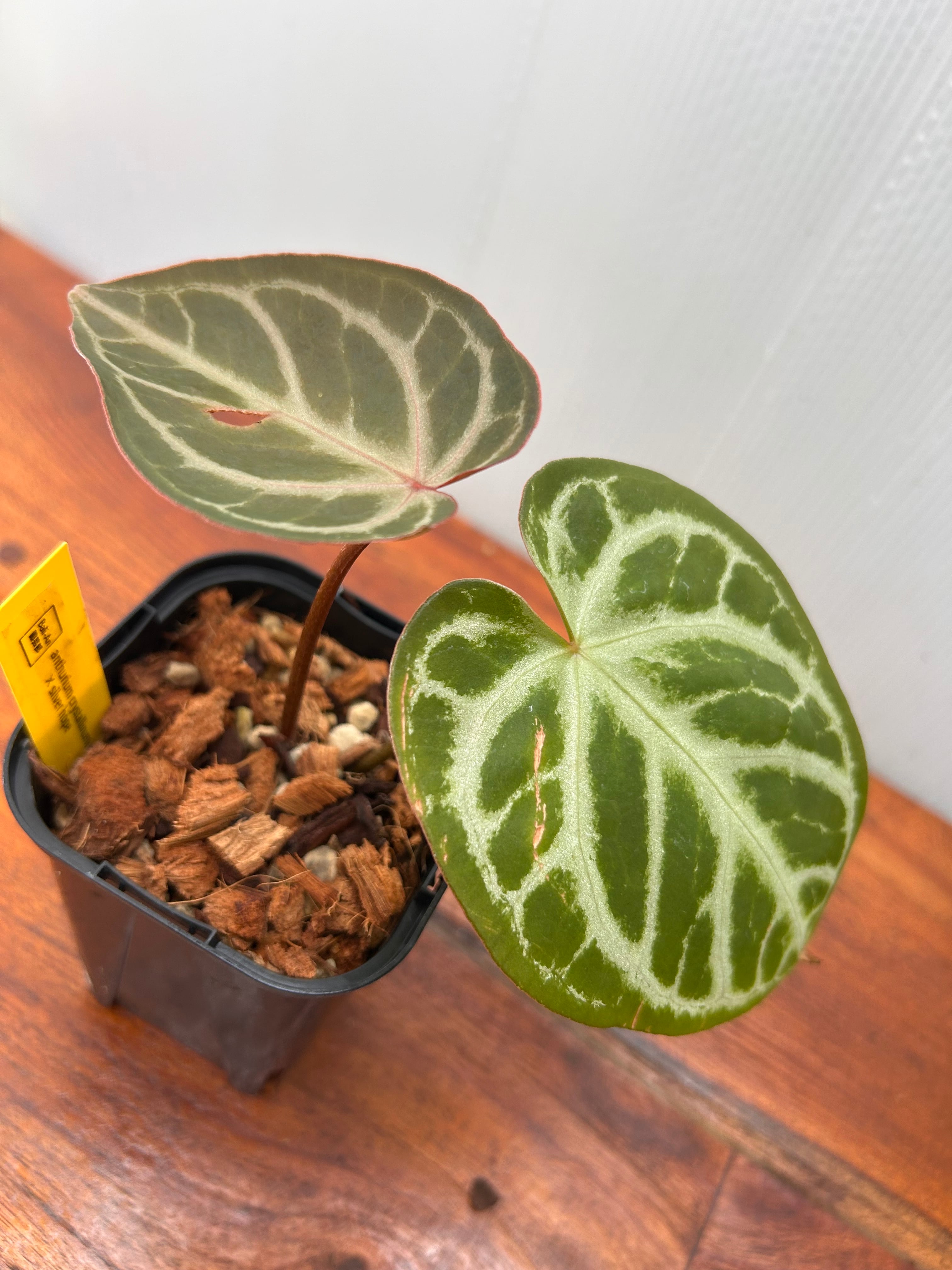Anthurium | BALI-AN 園芸