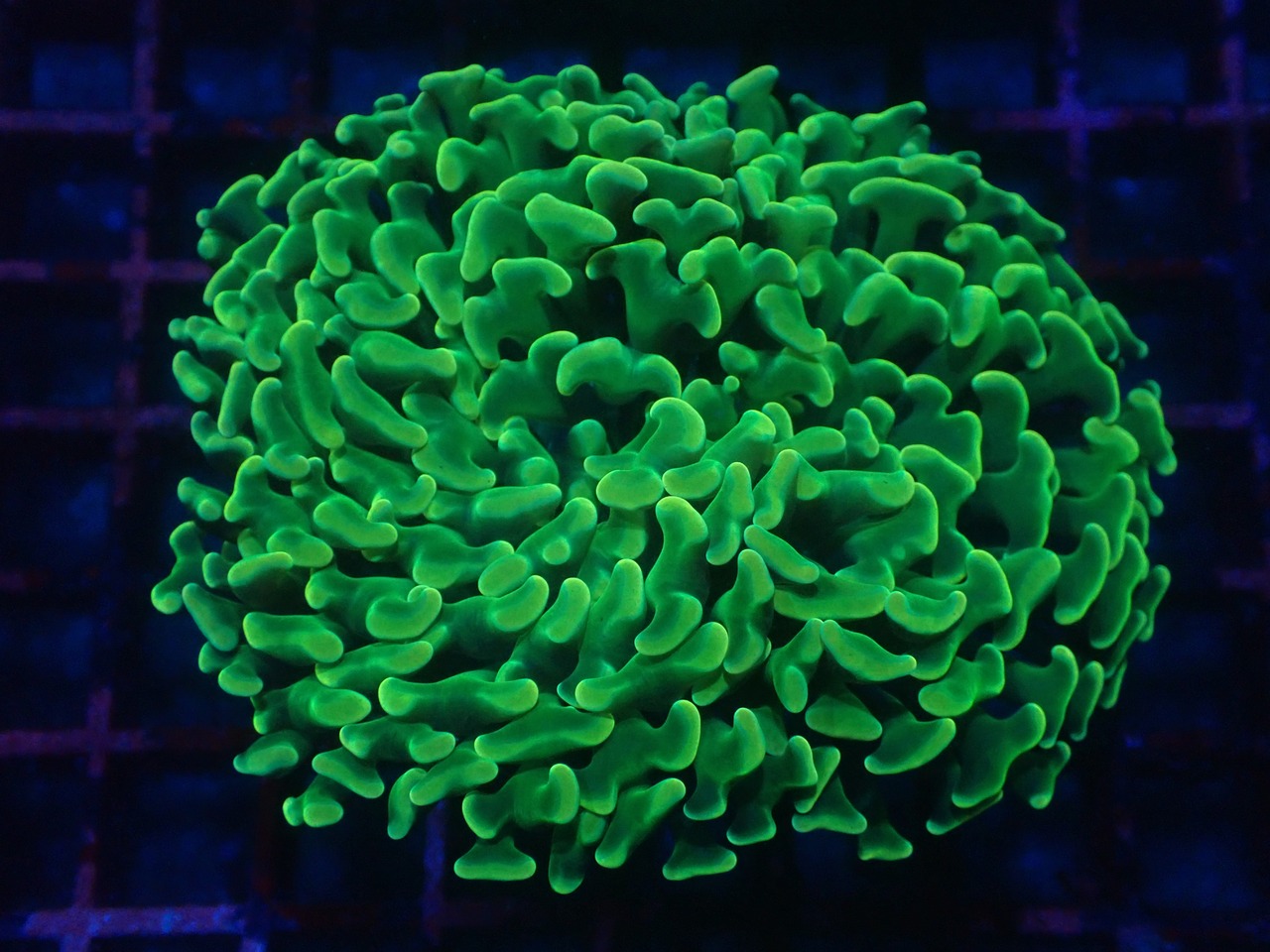 ParaAncora "GlowYellow" 2