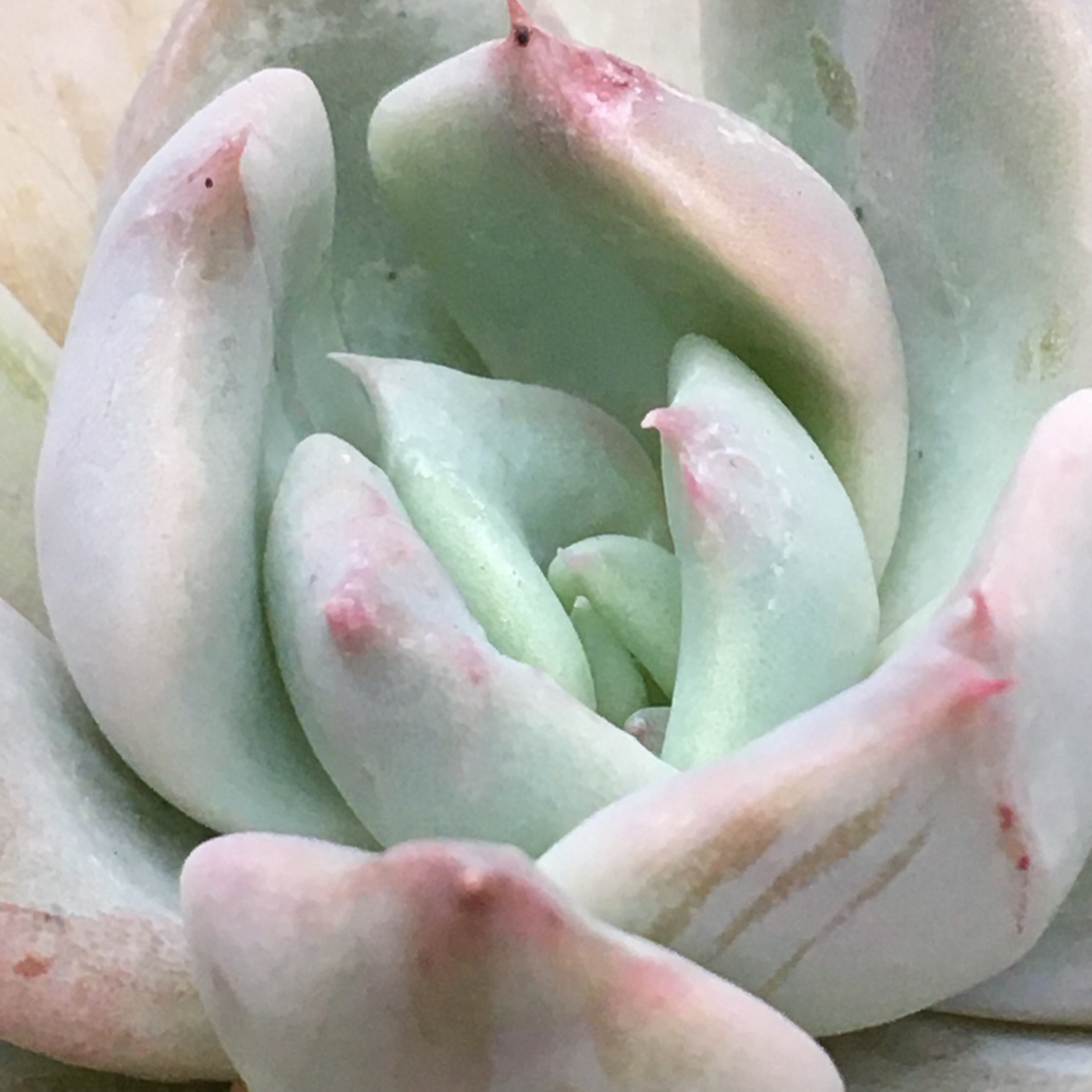 イズミル パクさん 韓国苗 多肉植物 イズミル パクさん 韓国苗 多肉植物