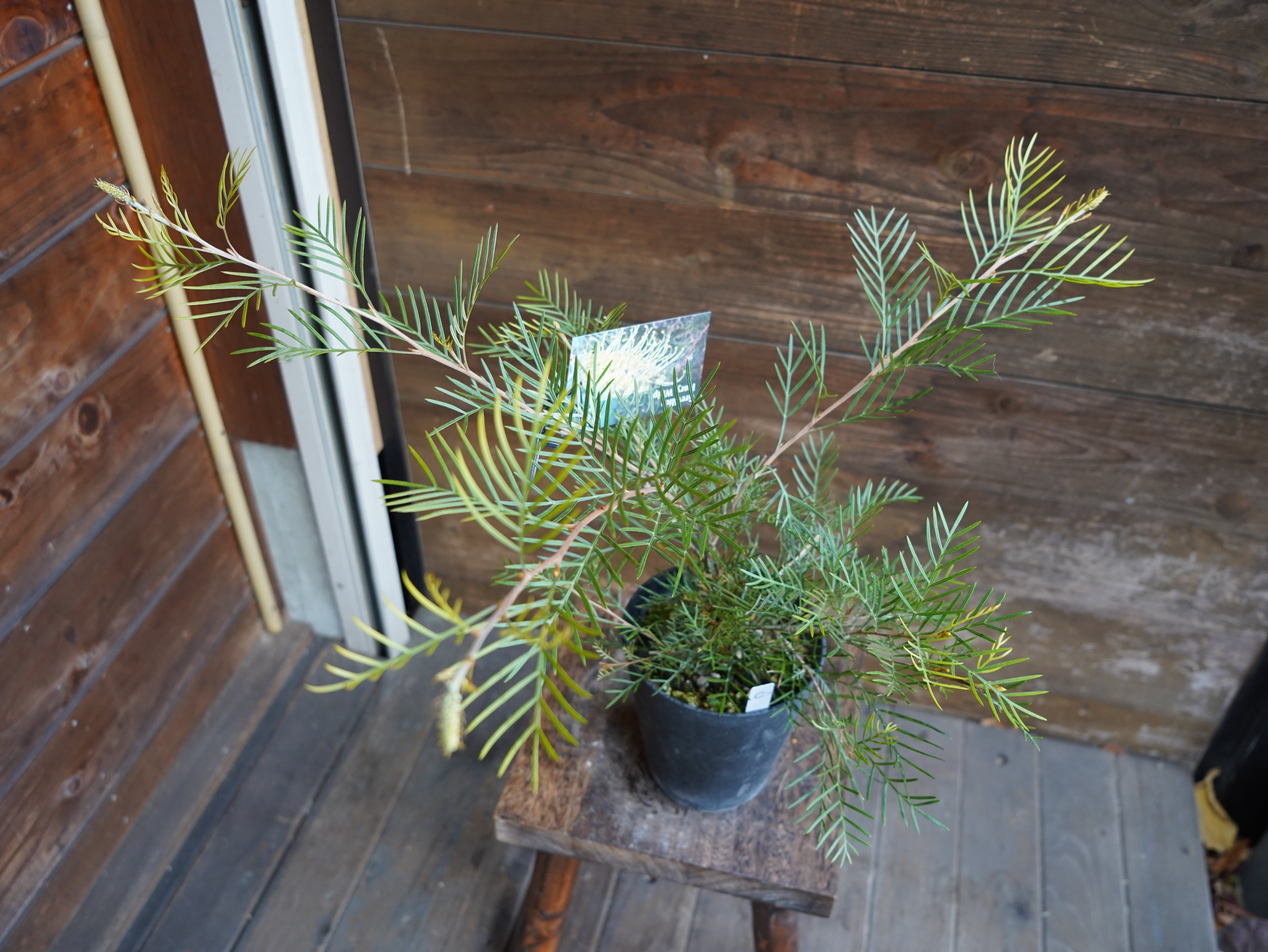 【現物】グレビレア　”アイボリーホイップ”　C