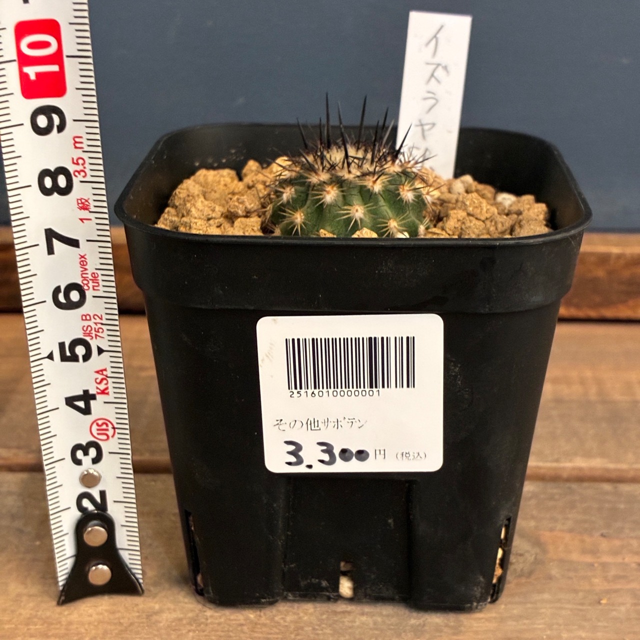 【Copiapoa】サボテン　イスラヤsp実生【783】