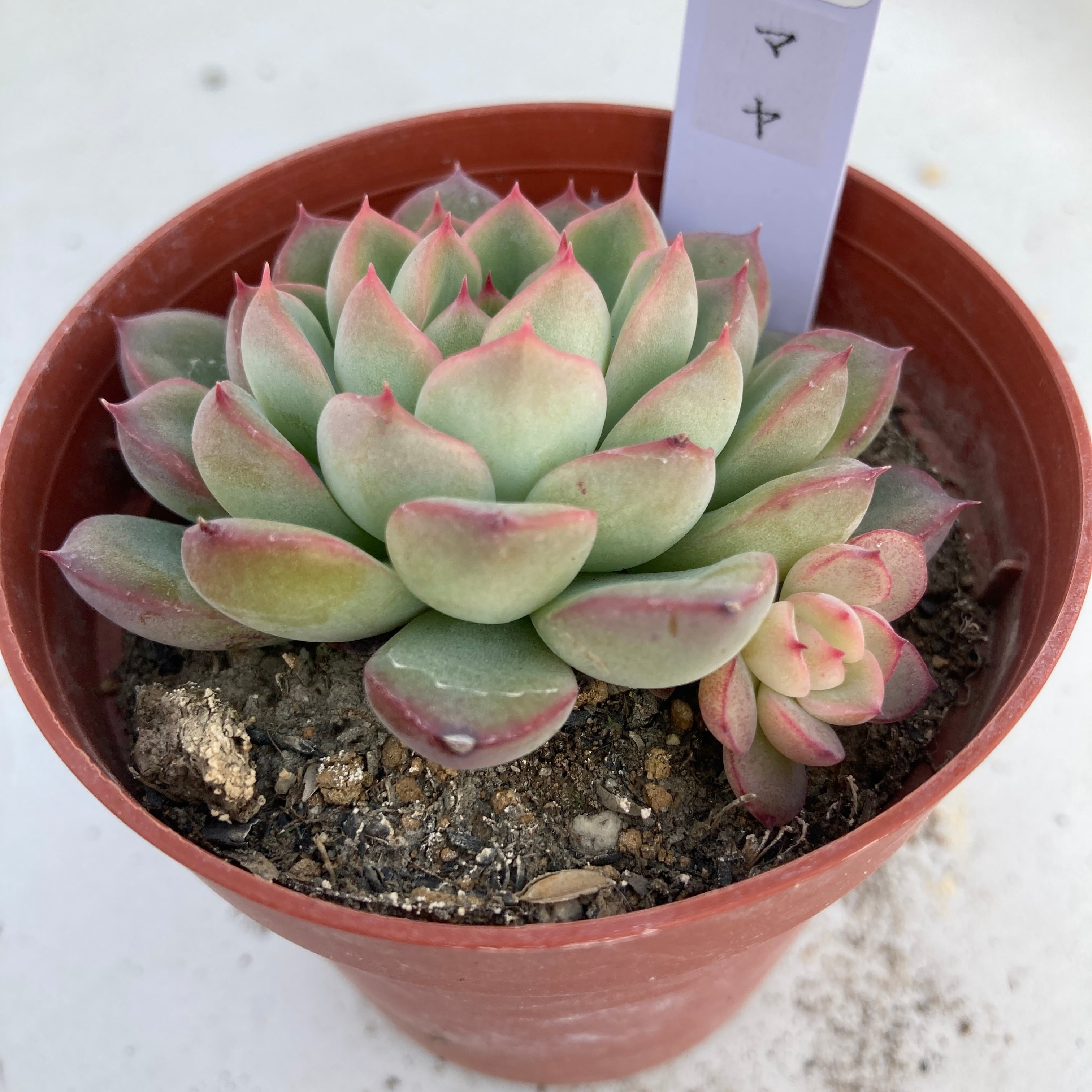 現物商品】マヤ | 多肉植物研究所