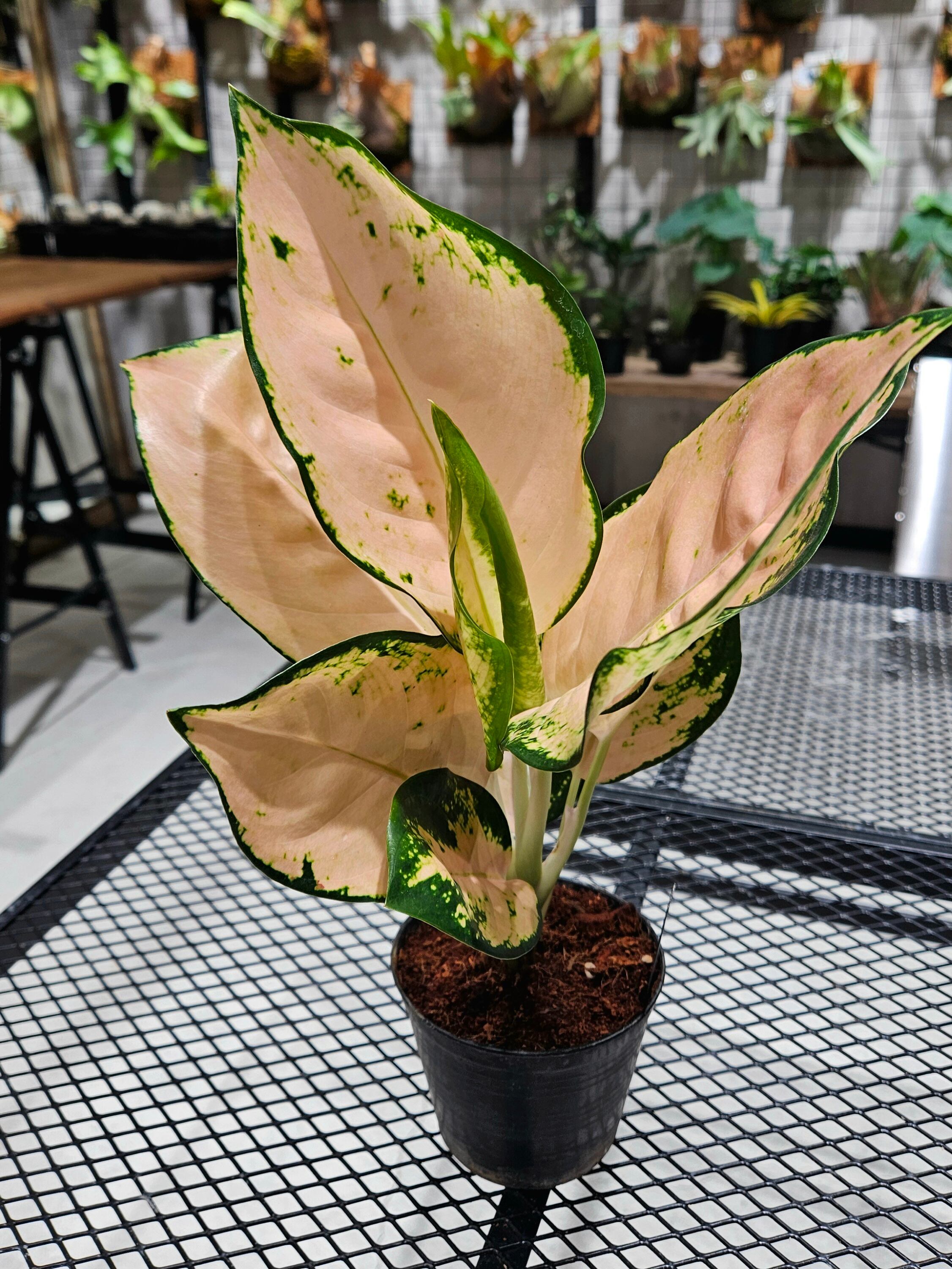 Aglaonema Cochin Peach (アグラオネマ コーチン ピーチ) 【artPLANTs