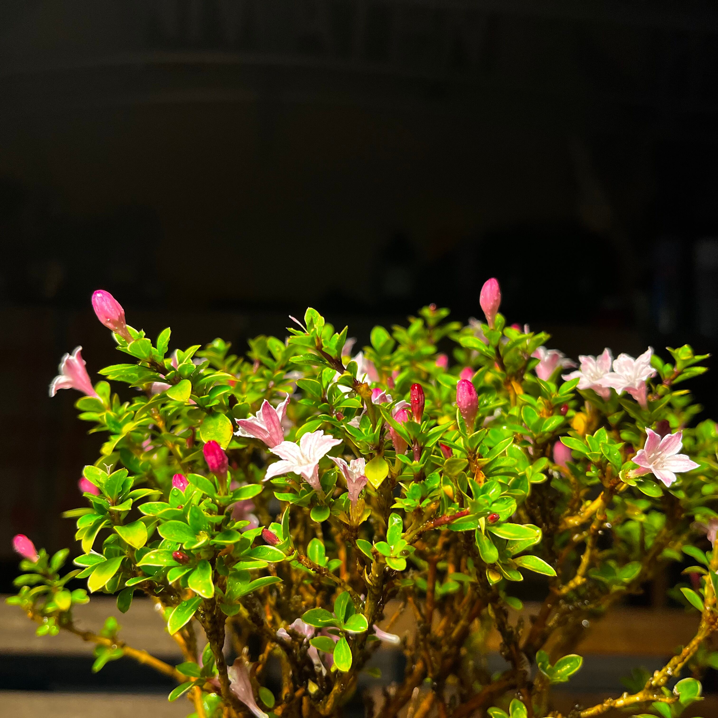 シチョウゲ根上石鉢 | Just boning Premium Bonsai by Season's Green