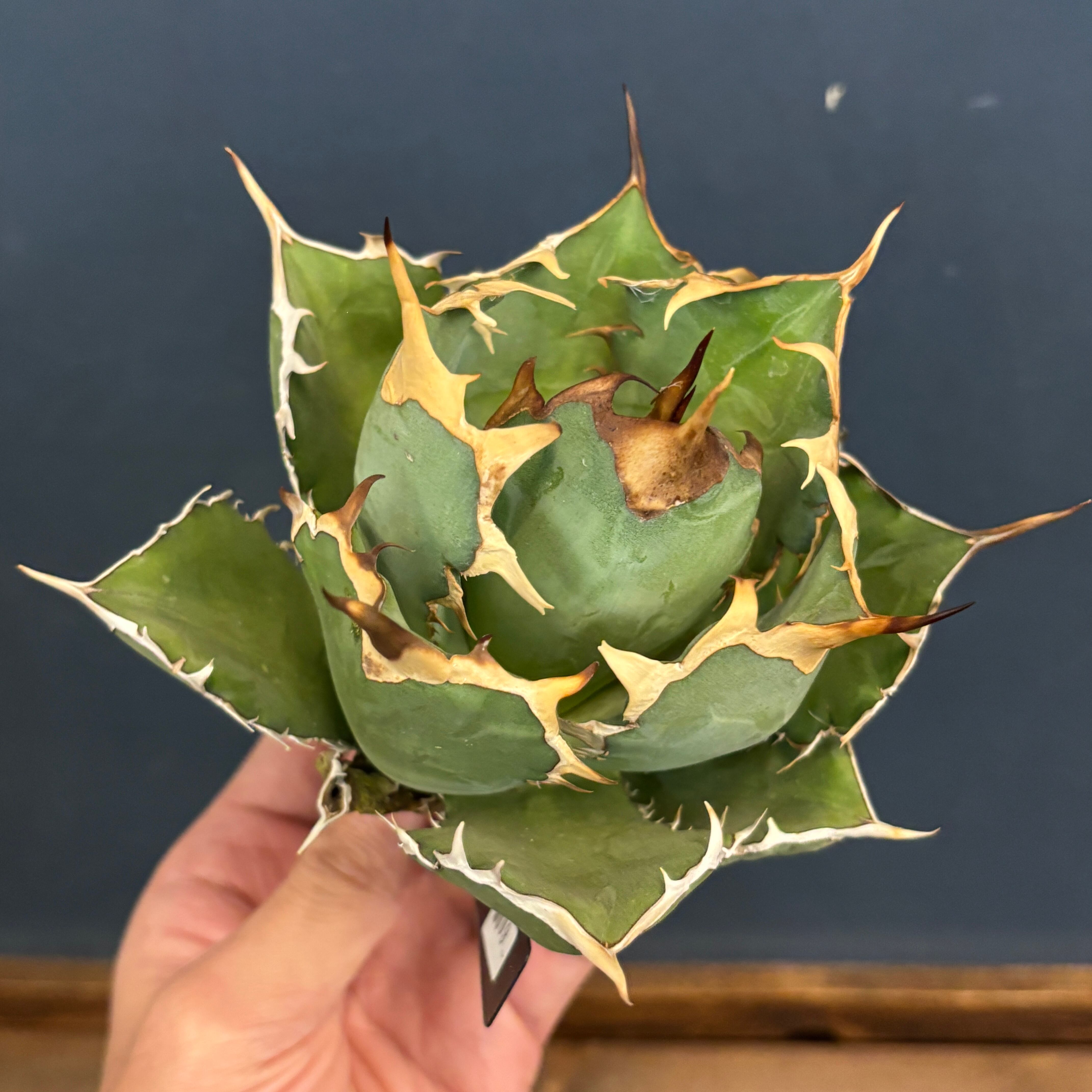 現品】2026年 CHAMさんアガベ イラン株福袋 20,000円 | PROTOLEAF