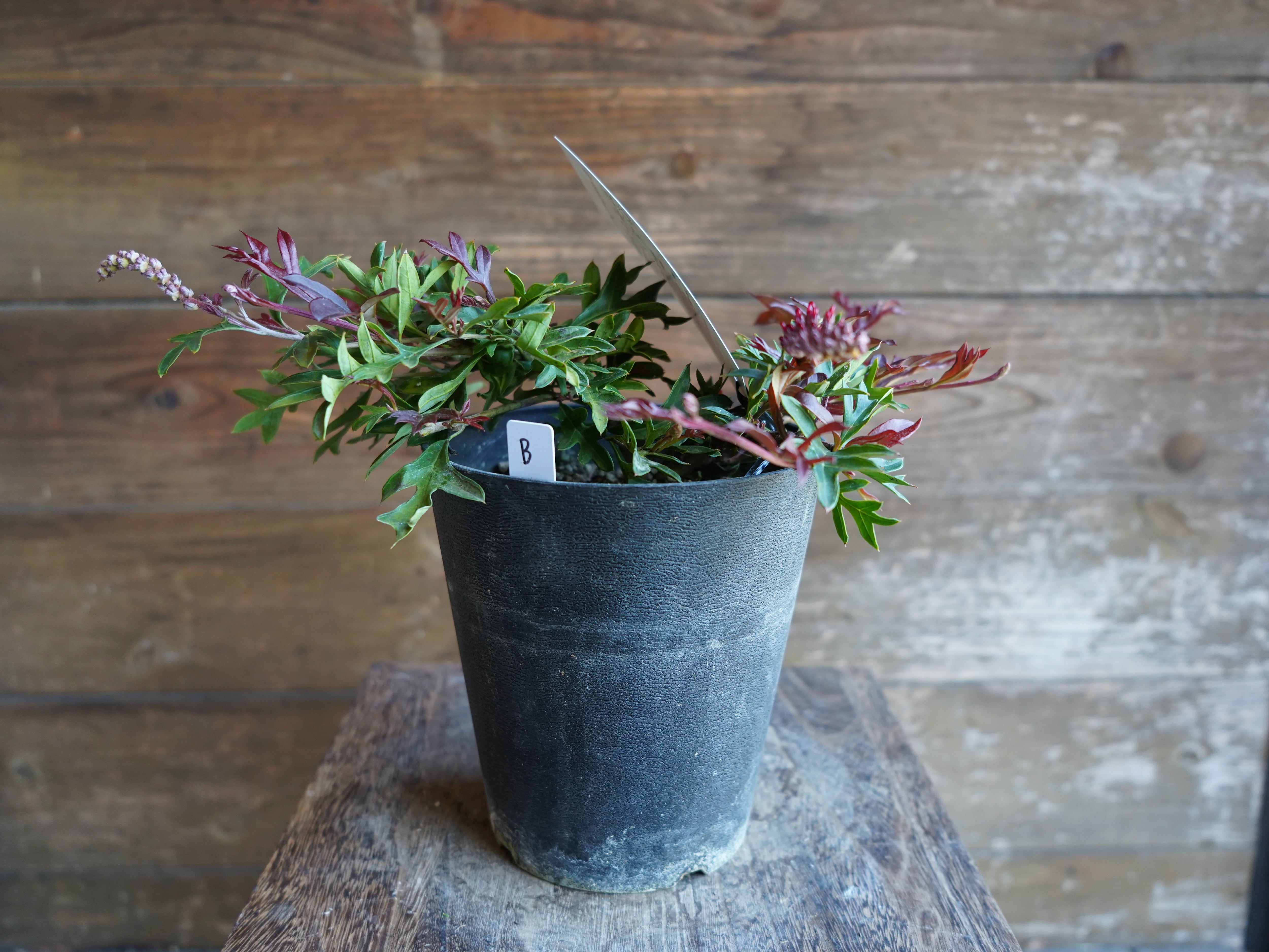 【現物】グレビレア　"ガウディチャウディ"　B