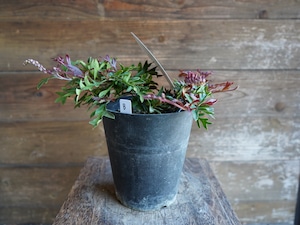 【現物】グレビレア "ガウディチャウディ" B