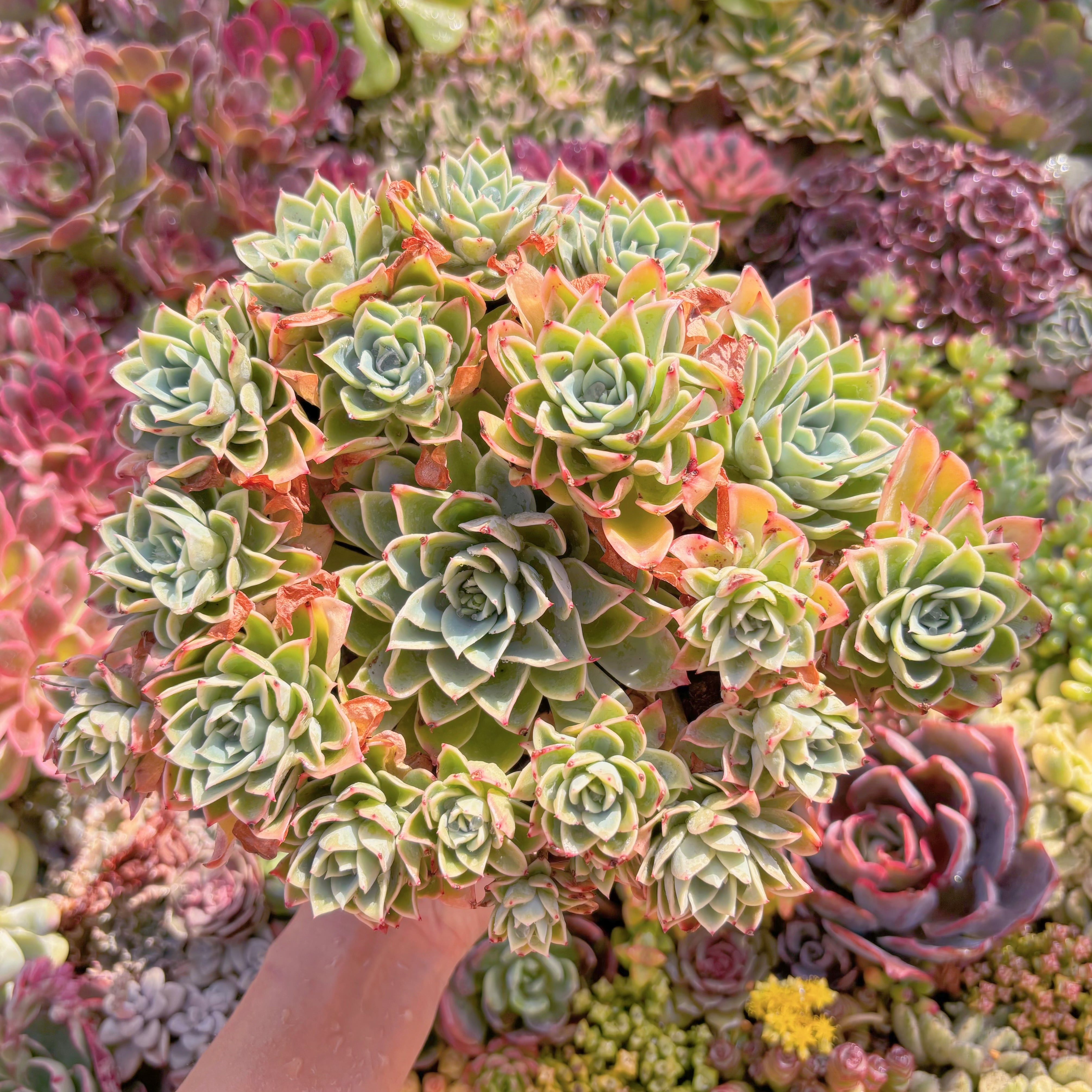 現品　パンジー#A12　特大群生　るる農園