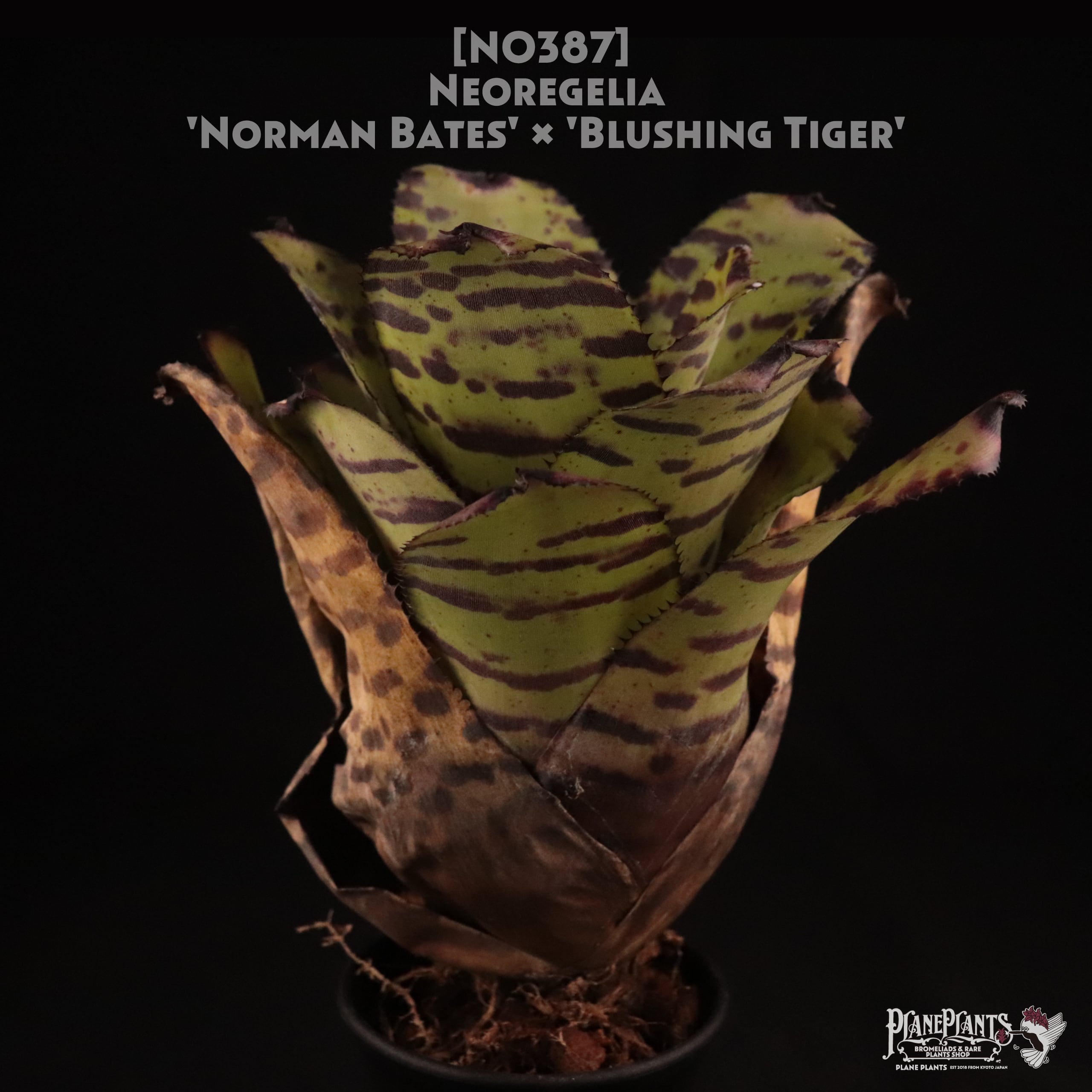 【送料無料】Neoregelia 'Norman Bates' x 'Blushing Tiger'〔ネオレゲリア〕現品発送N0387