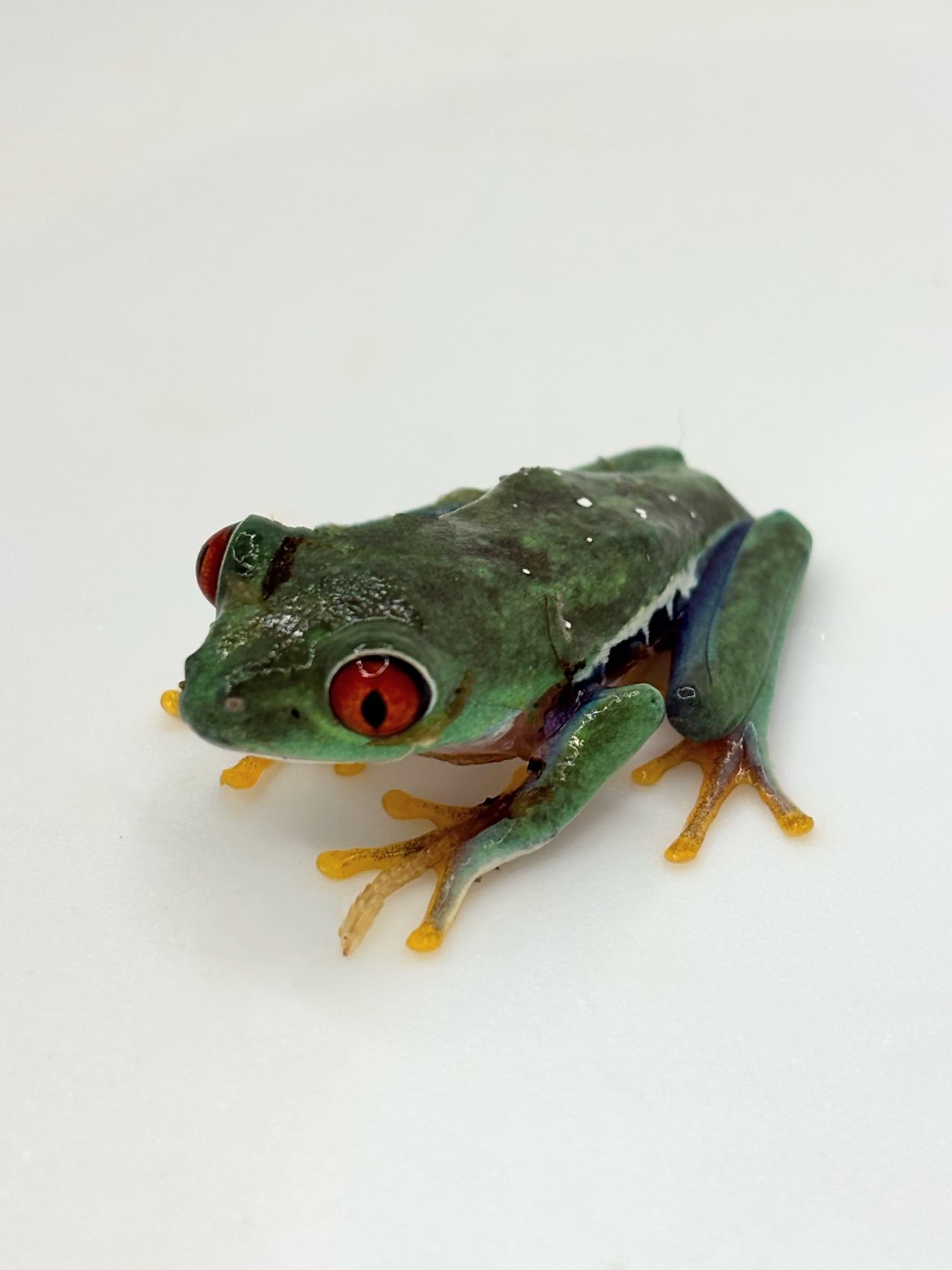 アカメアマガエル CBベビー 1匹 | まるころ商店〜まるくてころころ