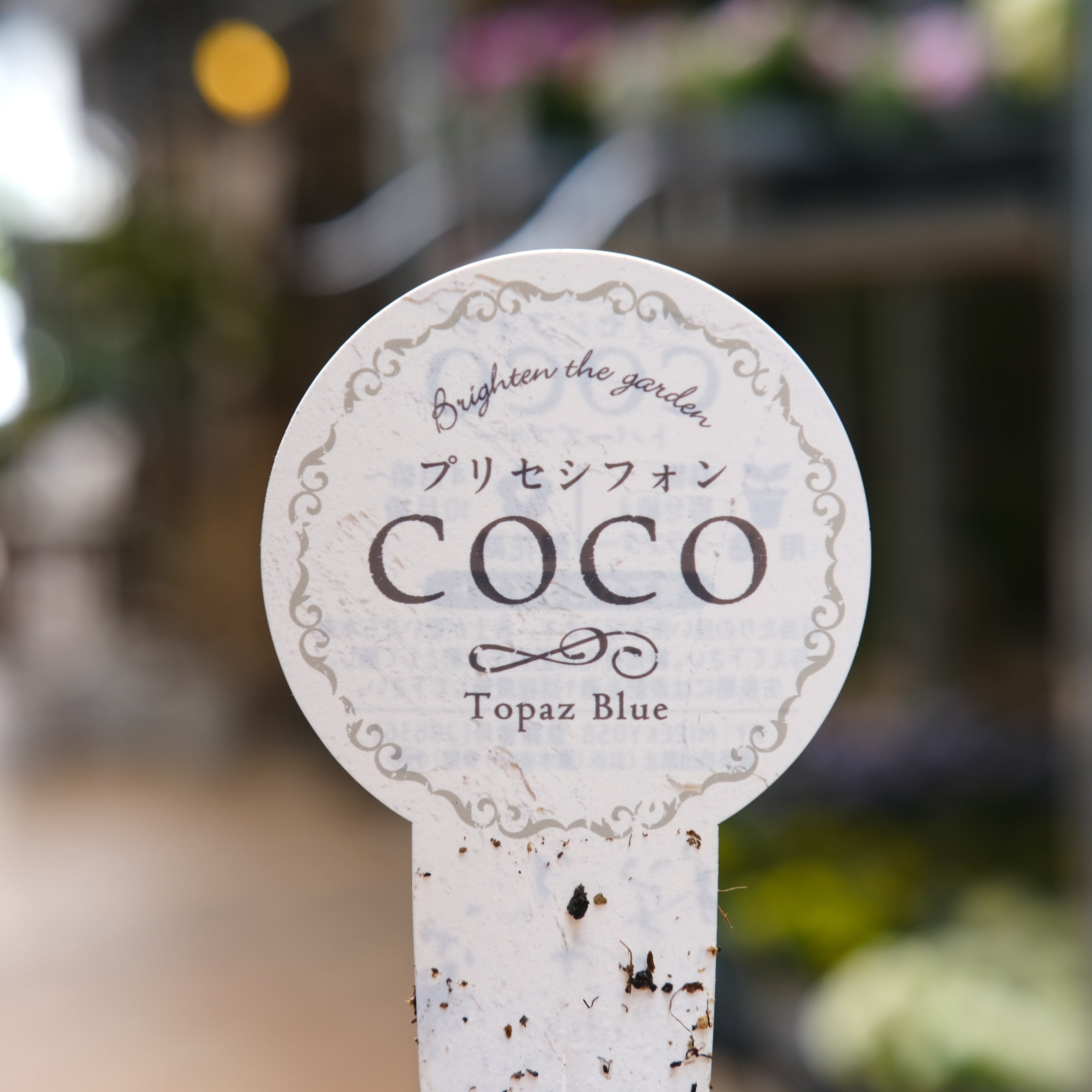 ペチュニア プリセシフォン COCO《 トパーズブルー 》3.5号 | グリーン