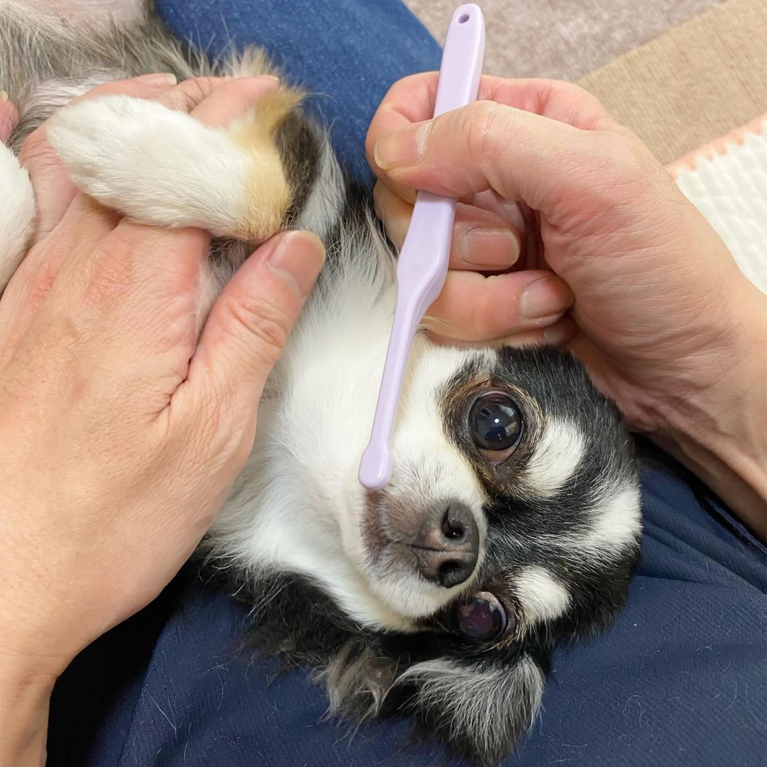 rady 歯ブラシスタンド　ラベンダー rady 歯ブラシスタンド ラベンダー