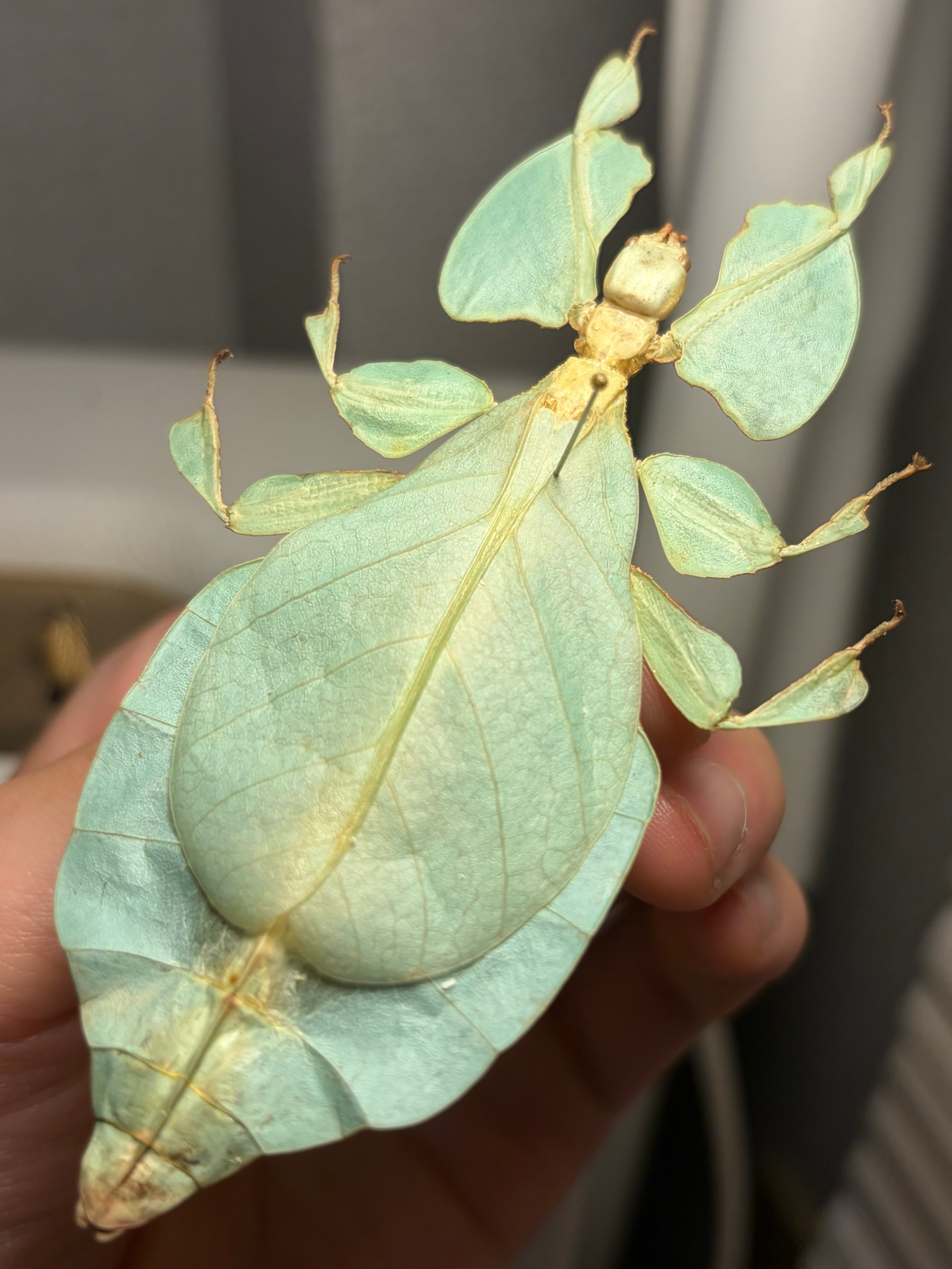 標本】ゴーストマンティス5齢の脱皮殻標本 タランチュラムカデサソリ