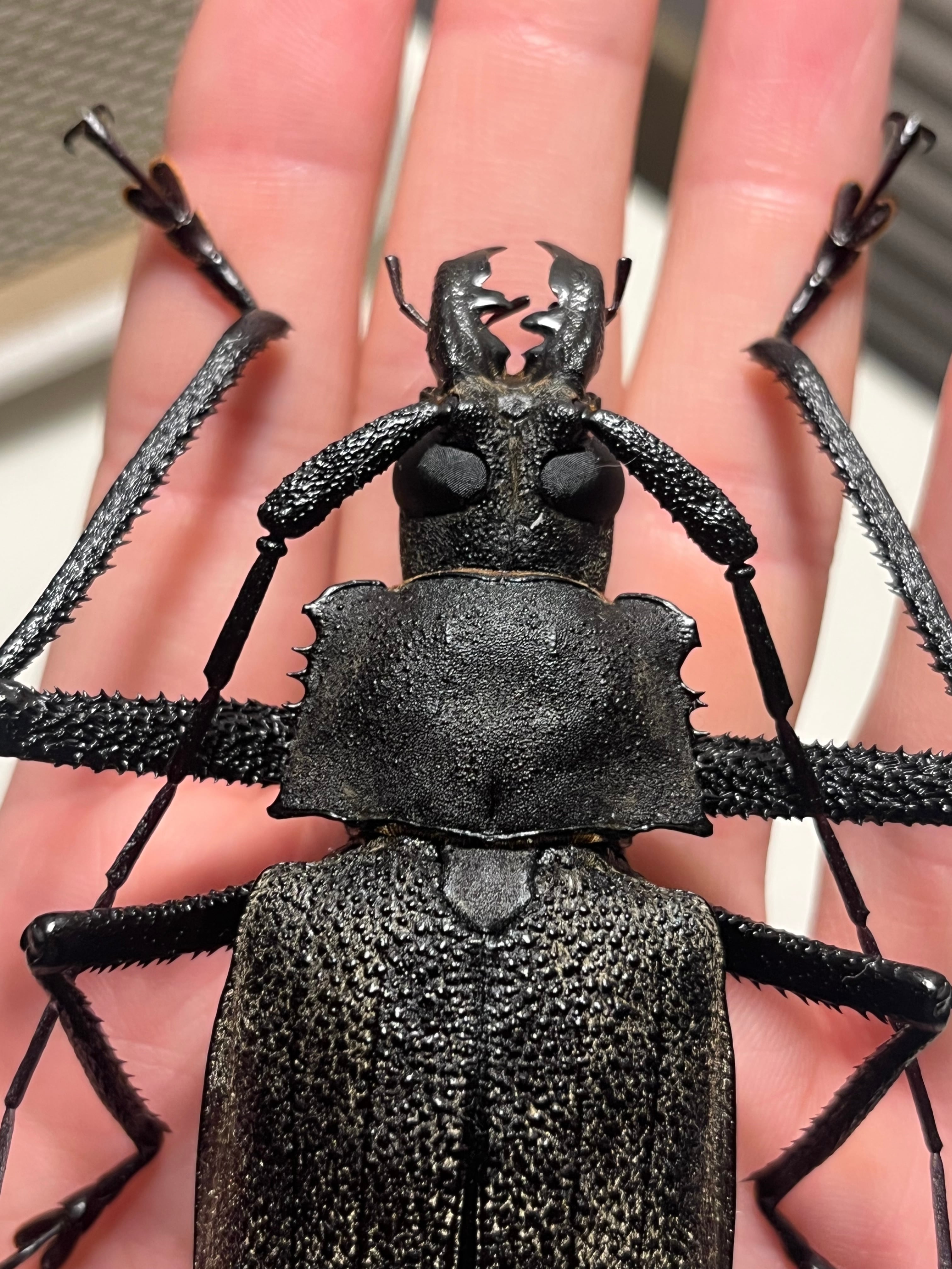 111mm】Xixuthrus isyuniarkoi スジバネトゲフチオオウスバカミキリ