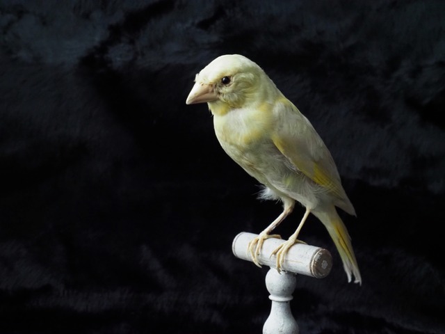 鳥の剥製　Canaria Ⅱ