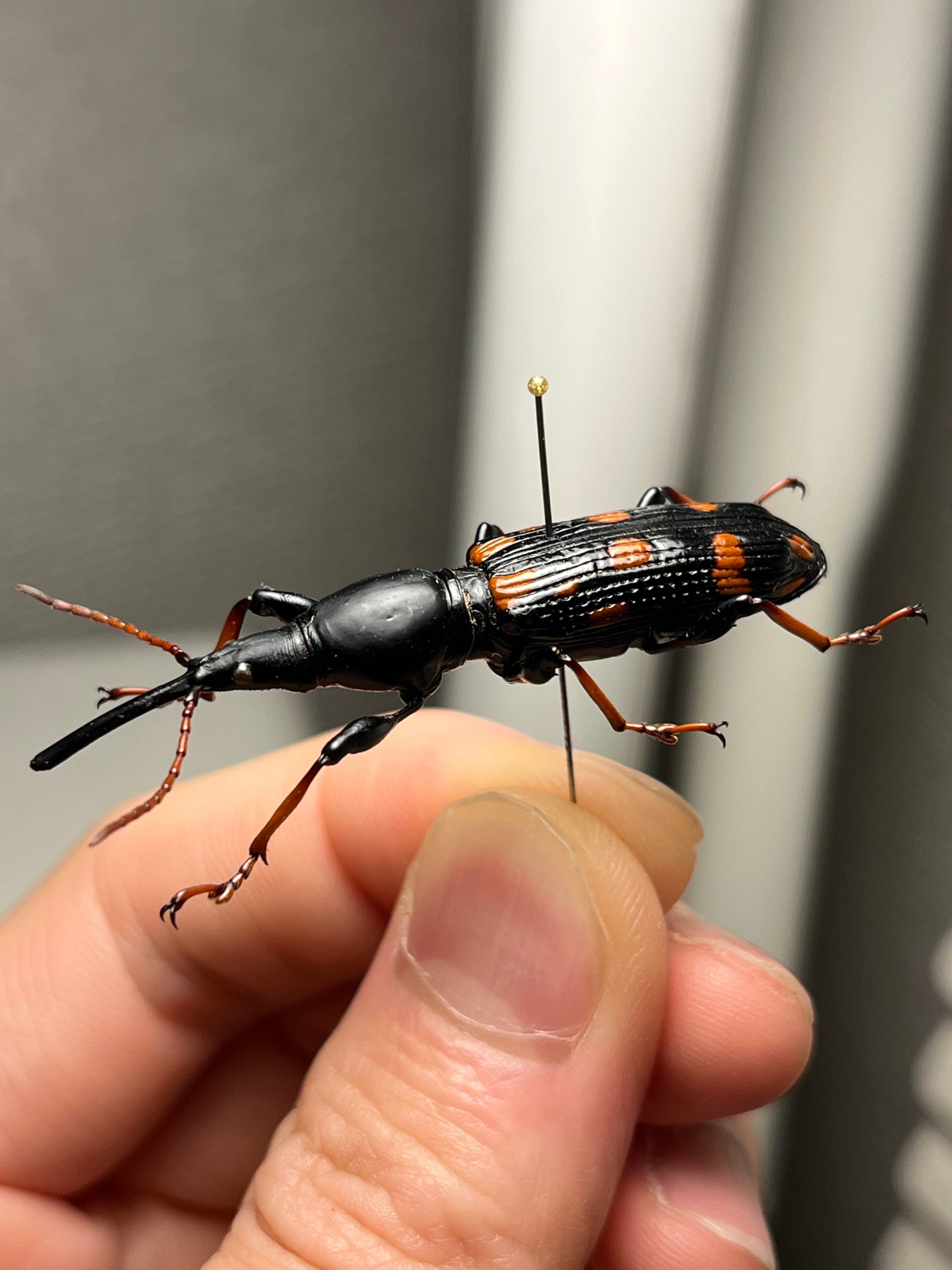 47mm♀】オウサマミツギリゾウムシ 標本 ゴミムシダマシ テントウムシ