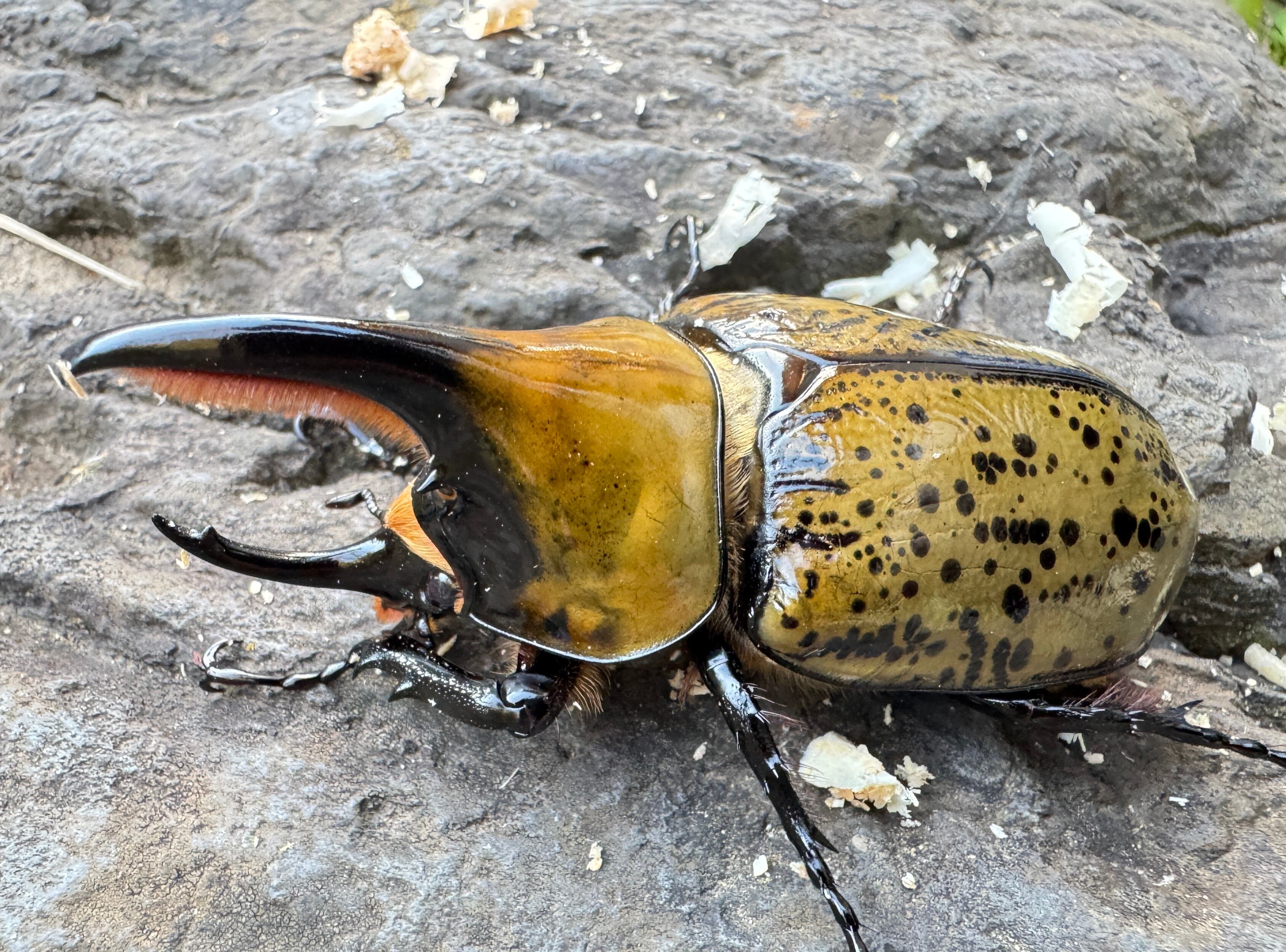 昆虫標本 超大型血統ヘラクレスオオカブト雄163mm 美形 ヘラクレス