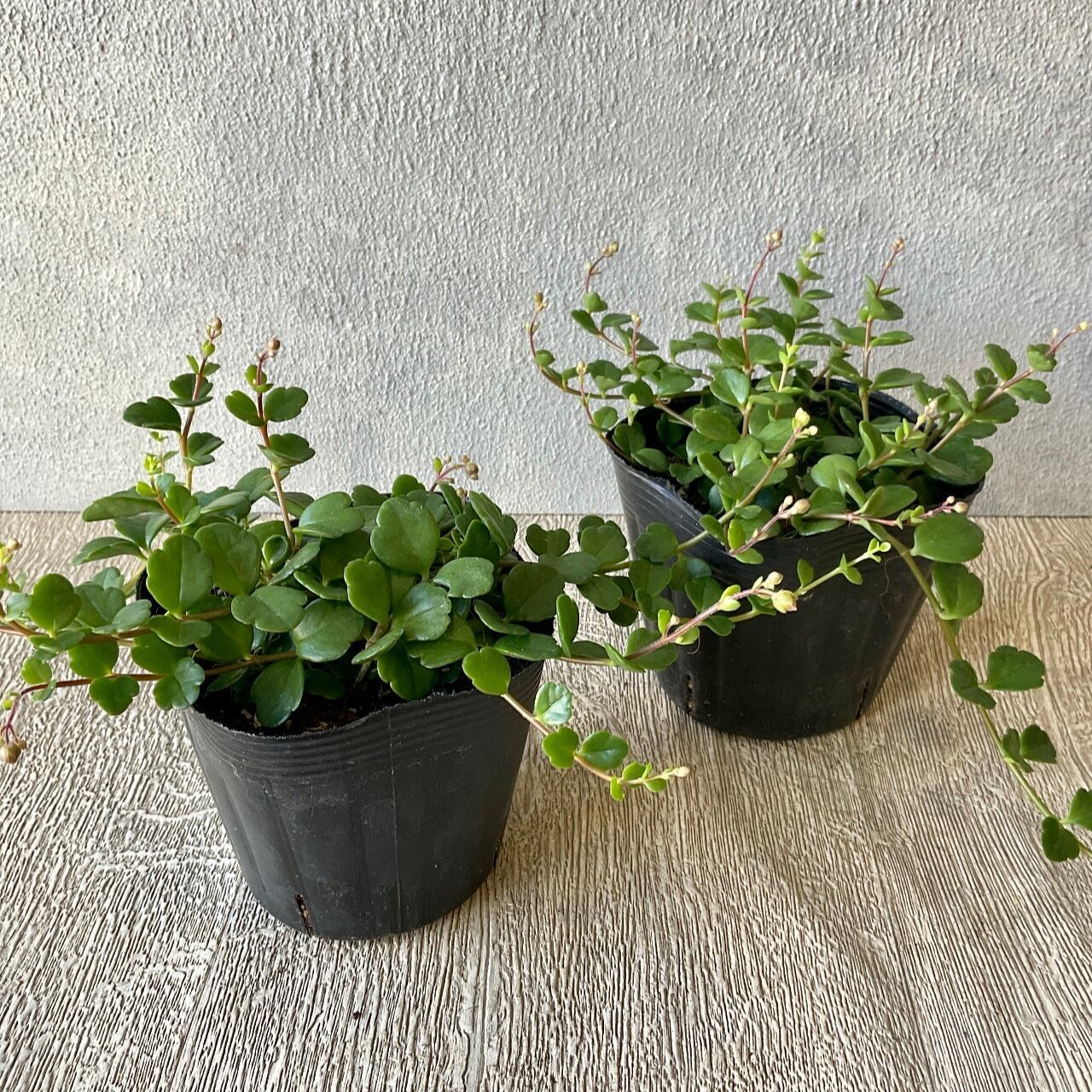 カランコエ フィフィ 橋本種苗園