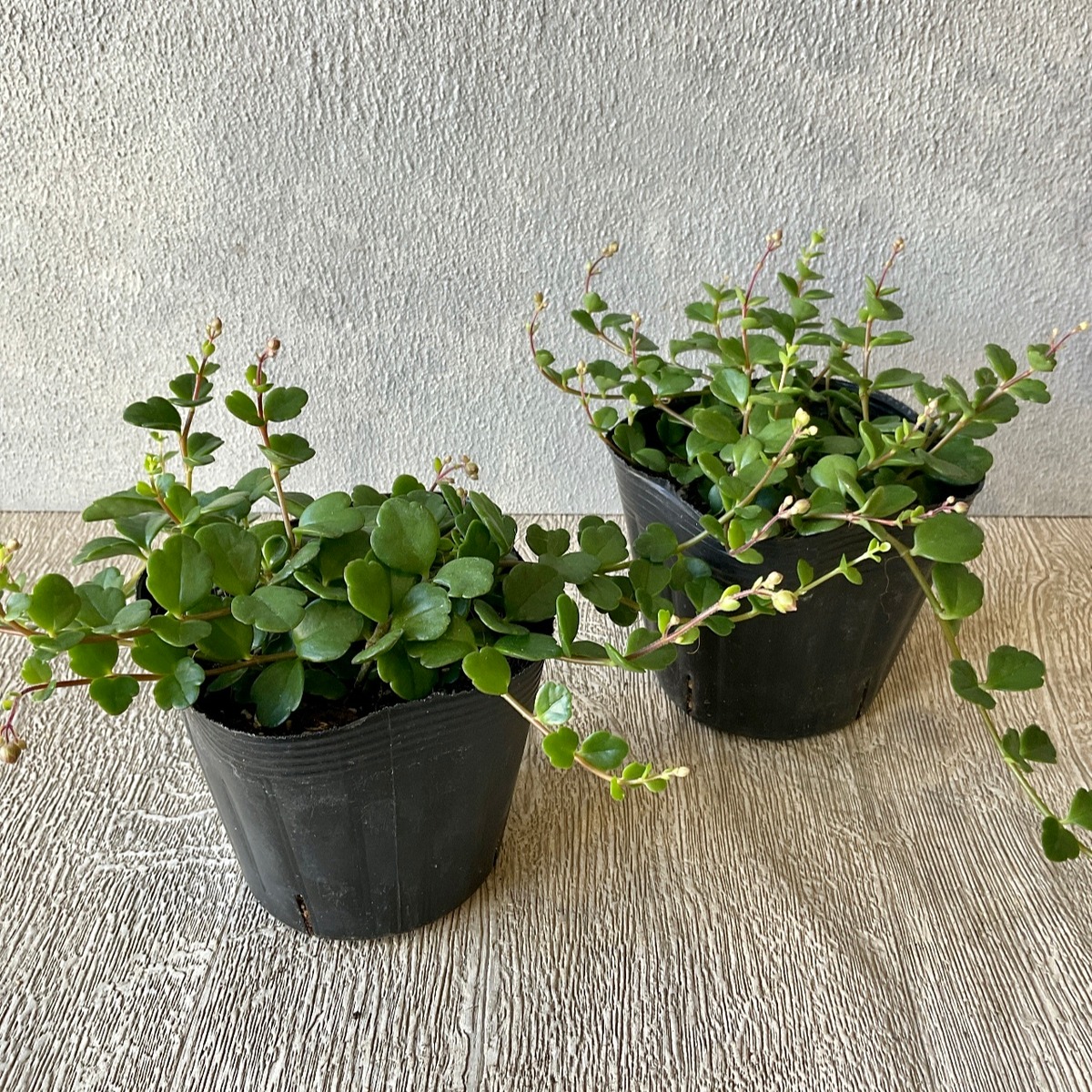 カランコエ フィフィ 橋本種苗園