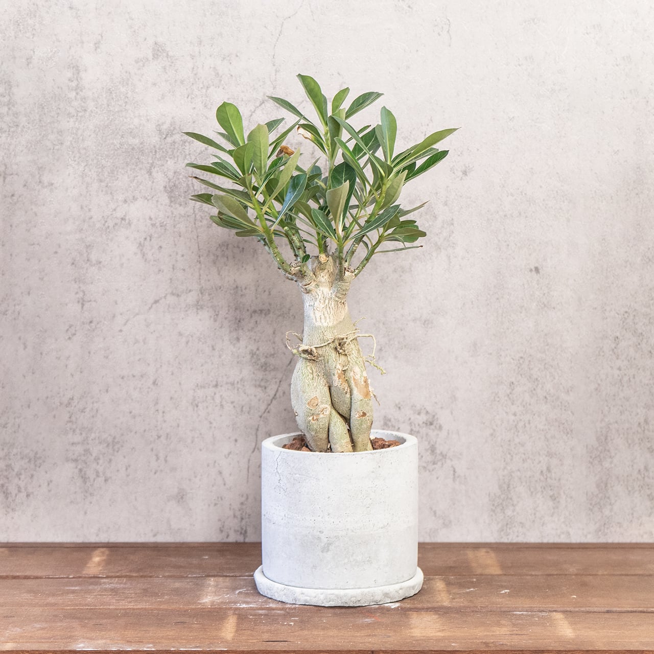 アデニウム｜荒々しい幹姿が魅力の塊根植物【手づくり鉢仕立て】